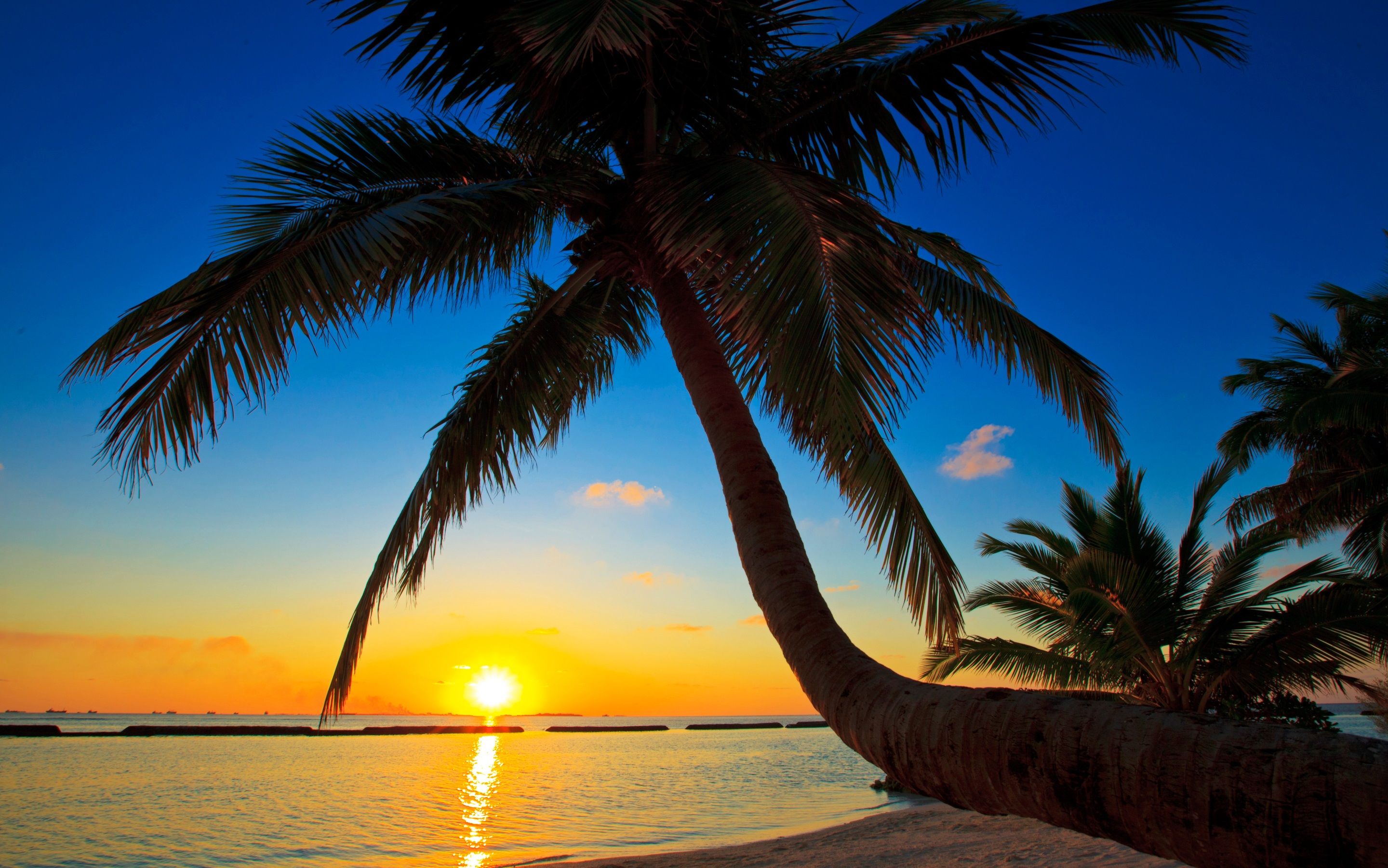Wallpaper Palma, Maldives, sunset, beach, sea, palm tree 2880x1800