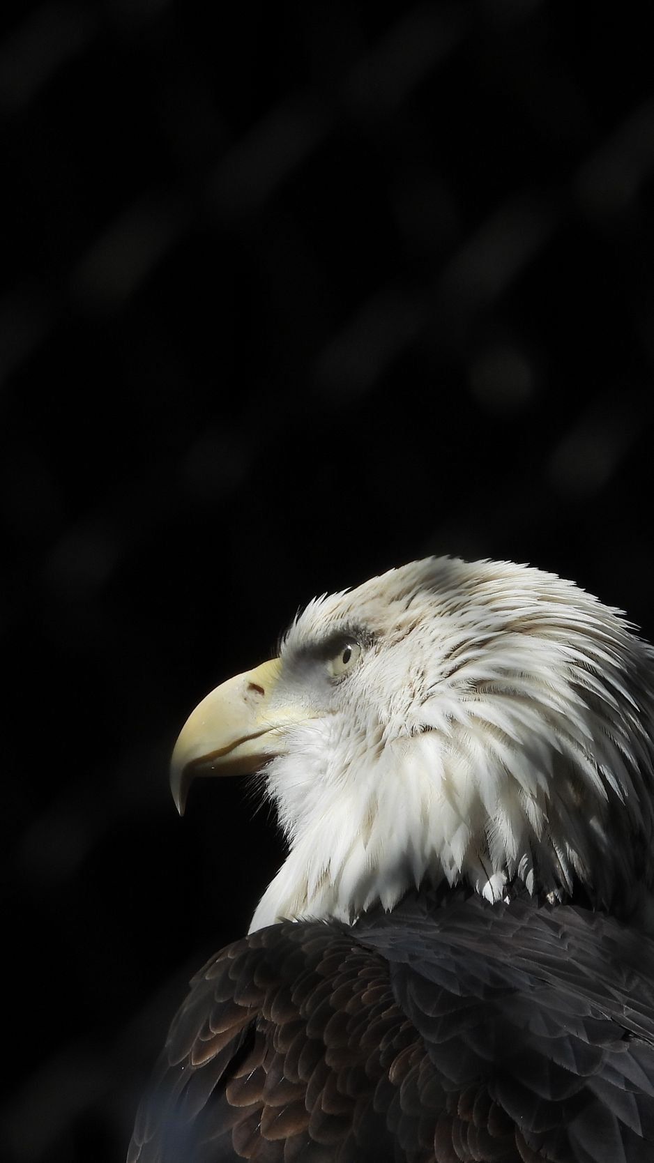 Iphone 7 Wallpapers Hd Eagle