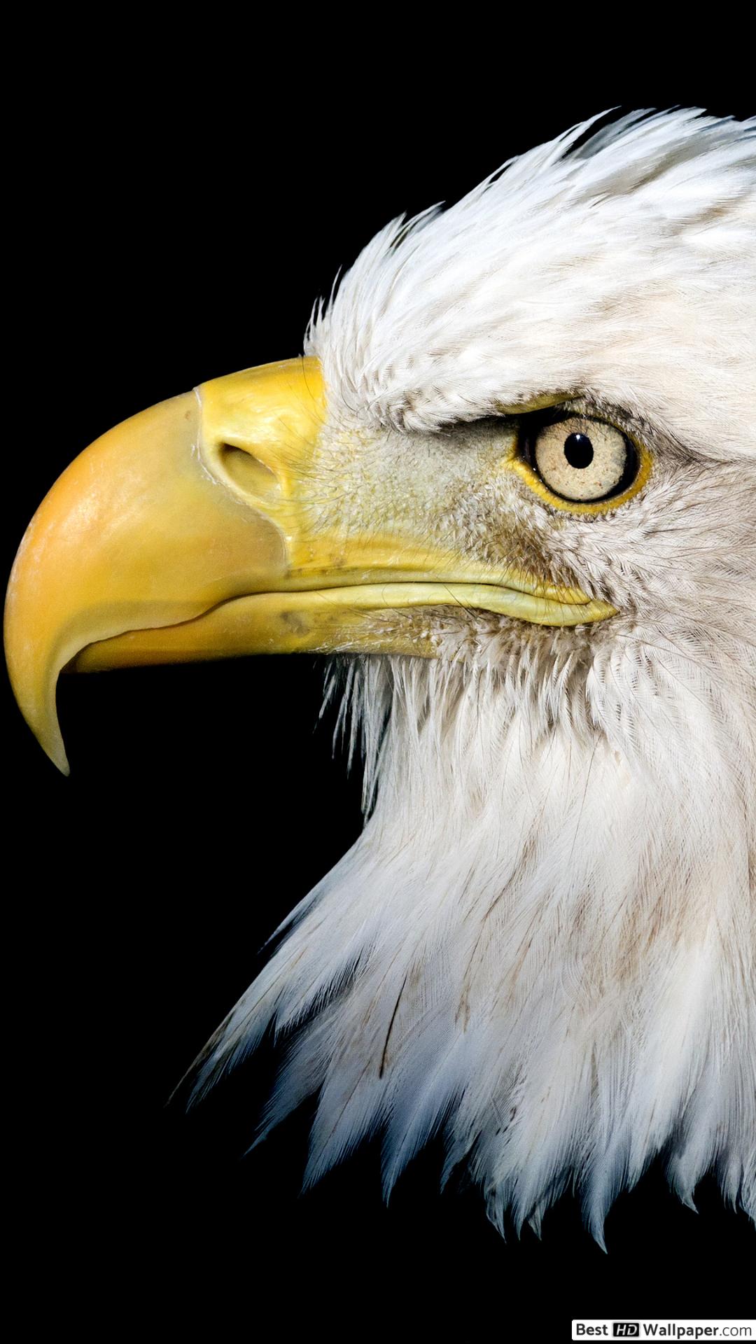 Fierce bald eagle HD wallpapers download