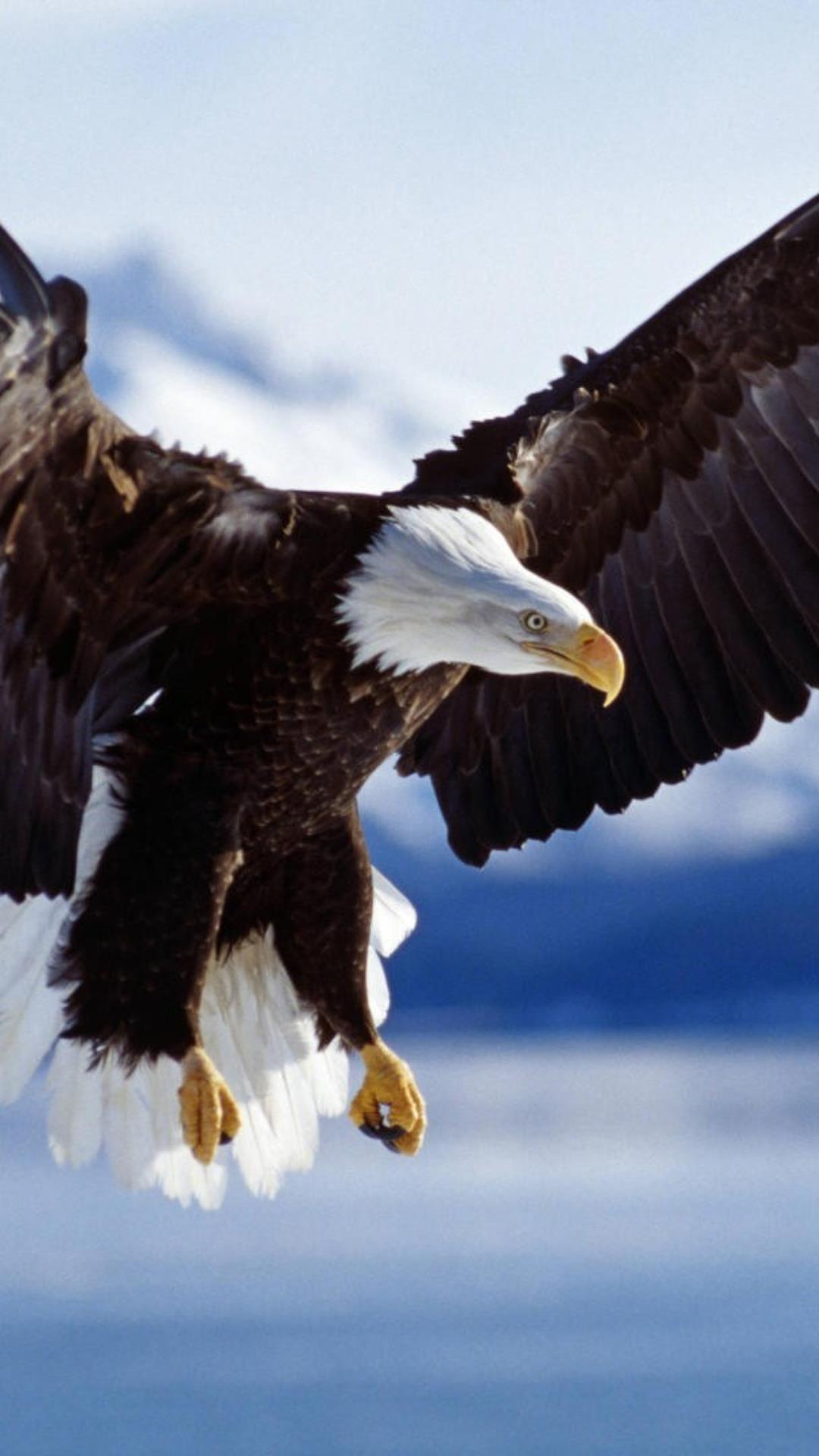 Flying Eagle. Live Wallpapers for Android