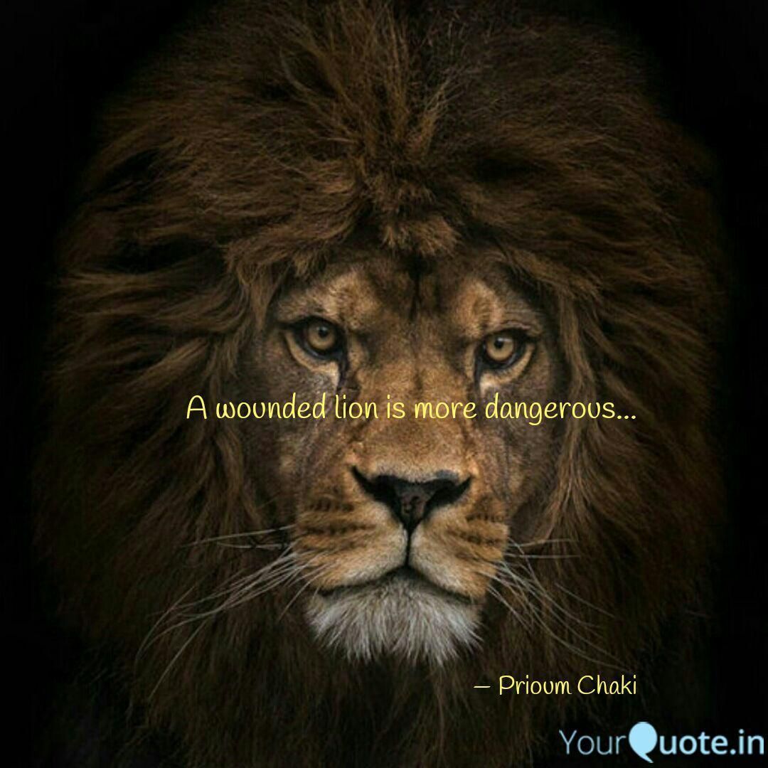 A Wounded Lion Quote T Know How I M Going