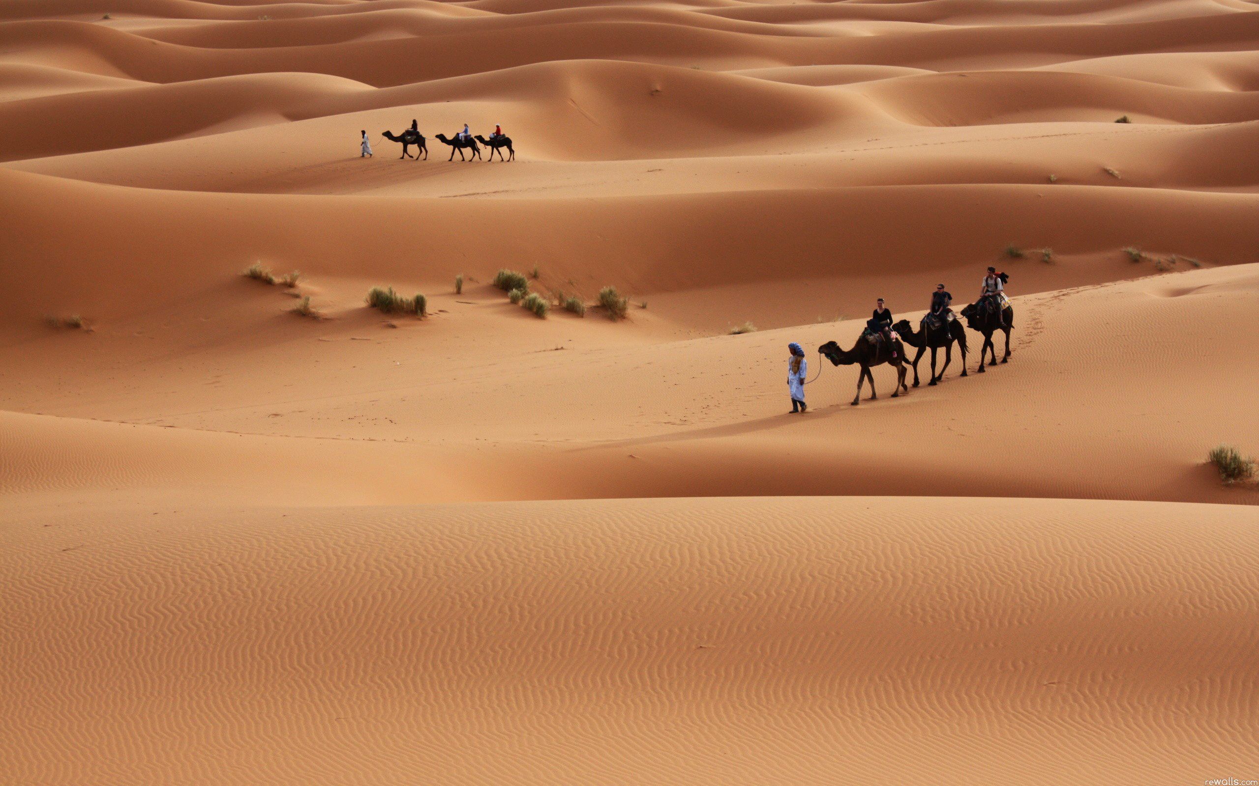 Camels in Sahara Desert Wallpaper