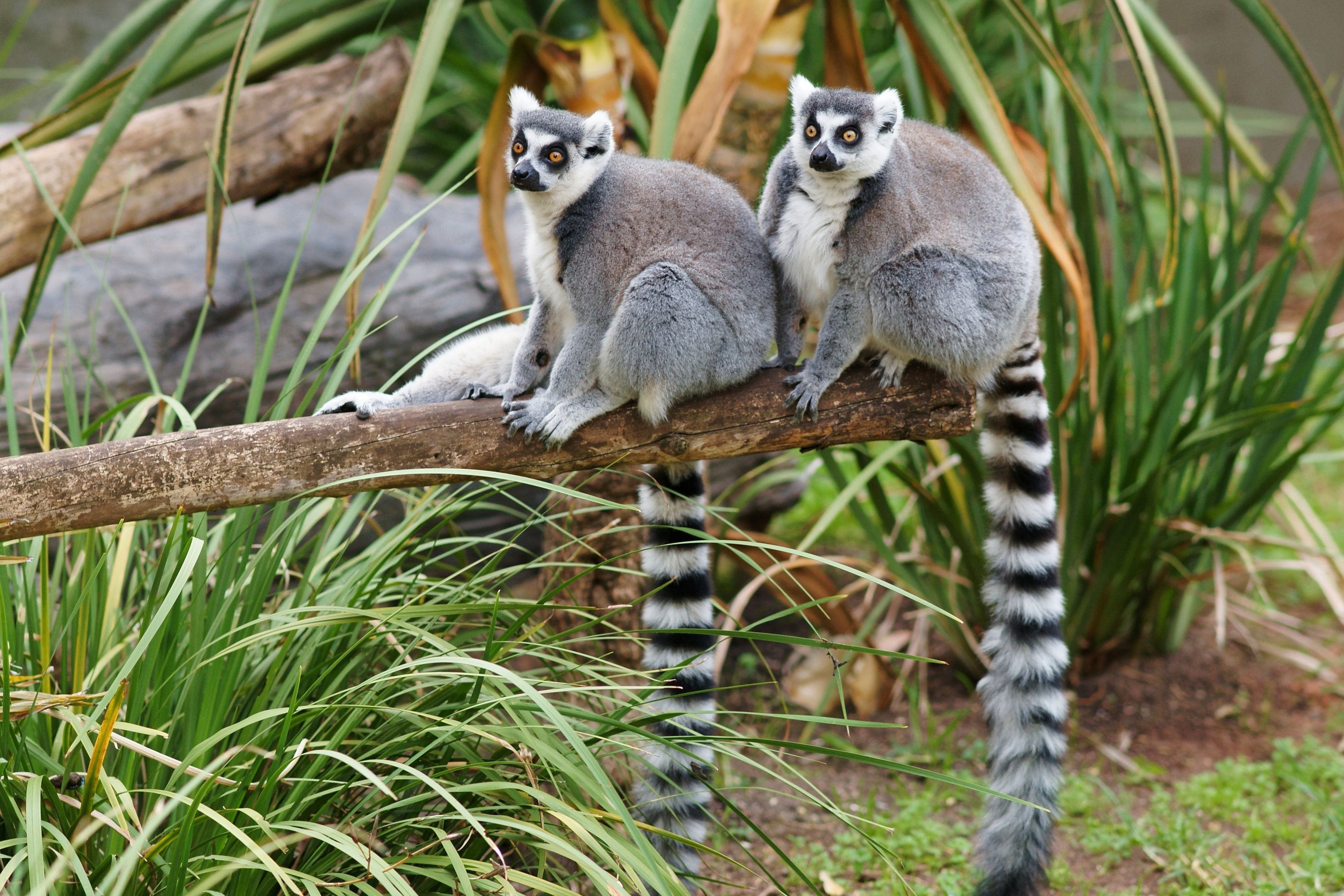 Beautiful Lemurs Animal Desktop Hd Wallpaper For Background Free