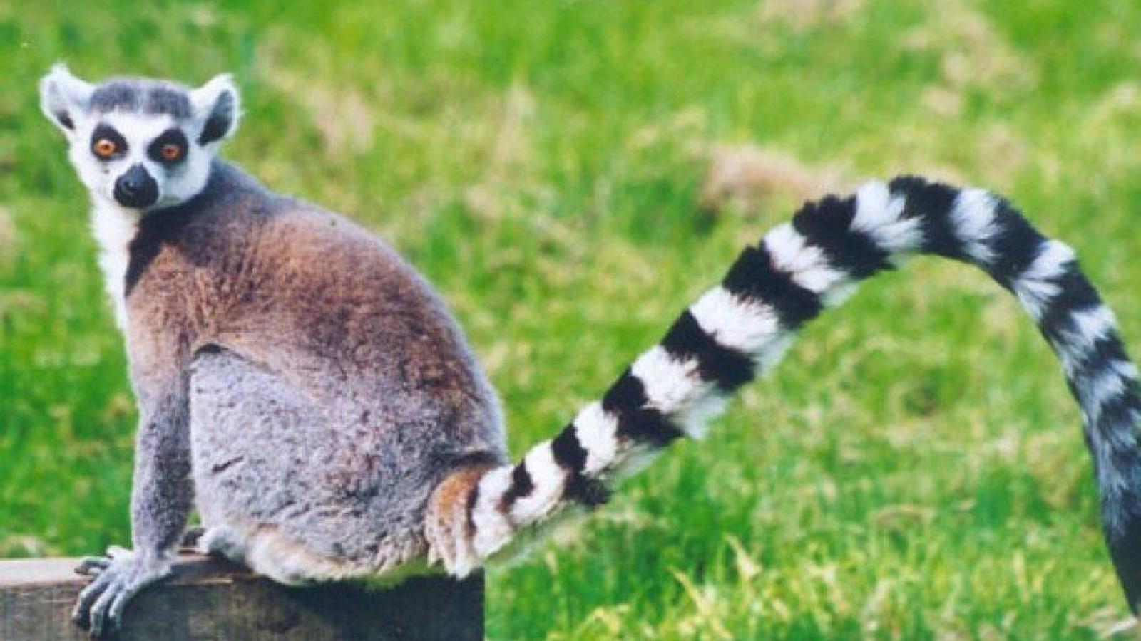 Lemur Wallpaper. Lemur Wallpaper, Lemur