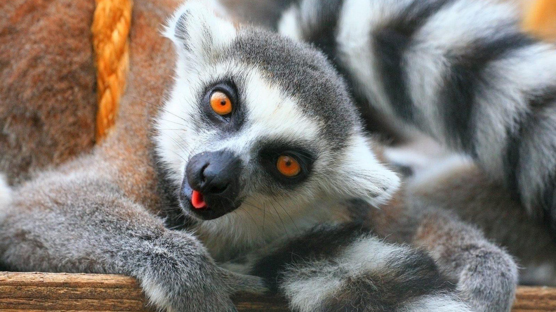 Lemur Wallpaper
