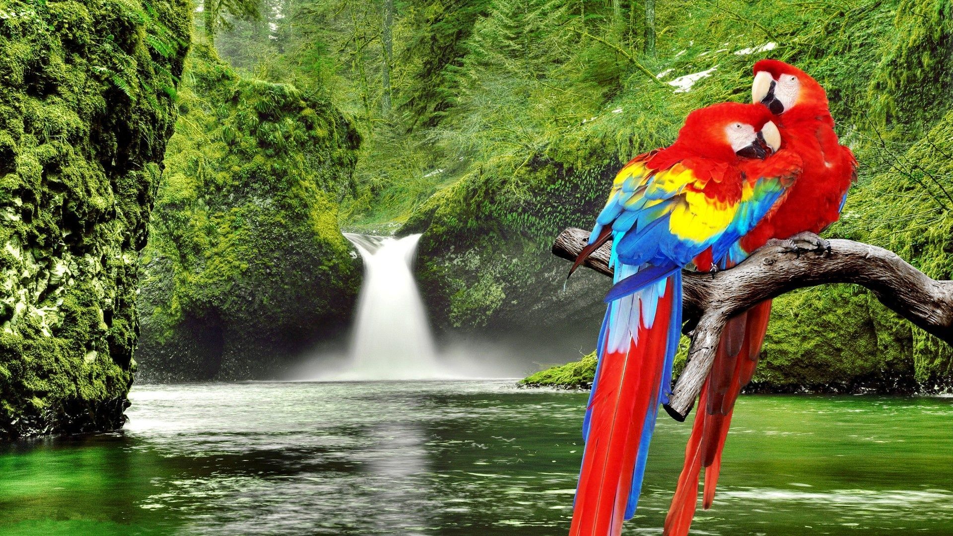 Scarlet Macaw Portrait Amazon Ecosystem Peru Wallpaper WallDevil