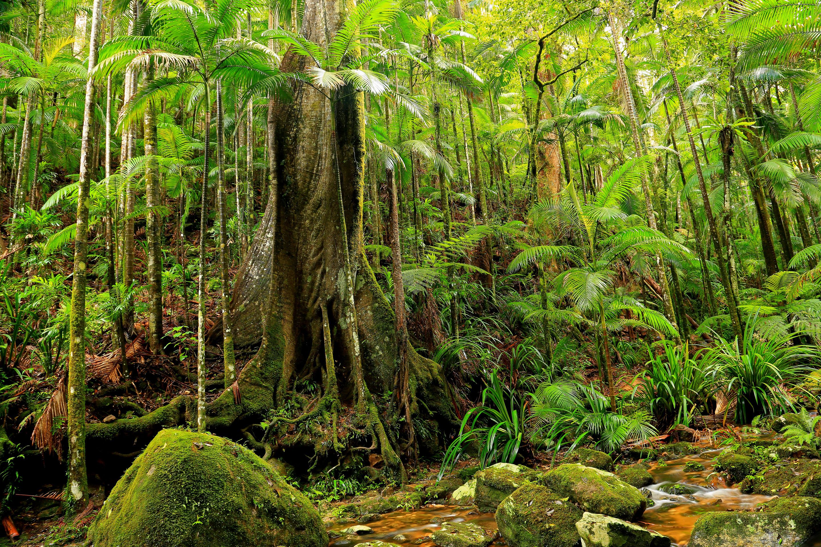 Ecosystem, Forest, Jungle, Sea, Wales HD Wallpaper