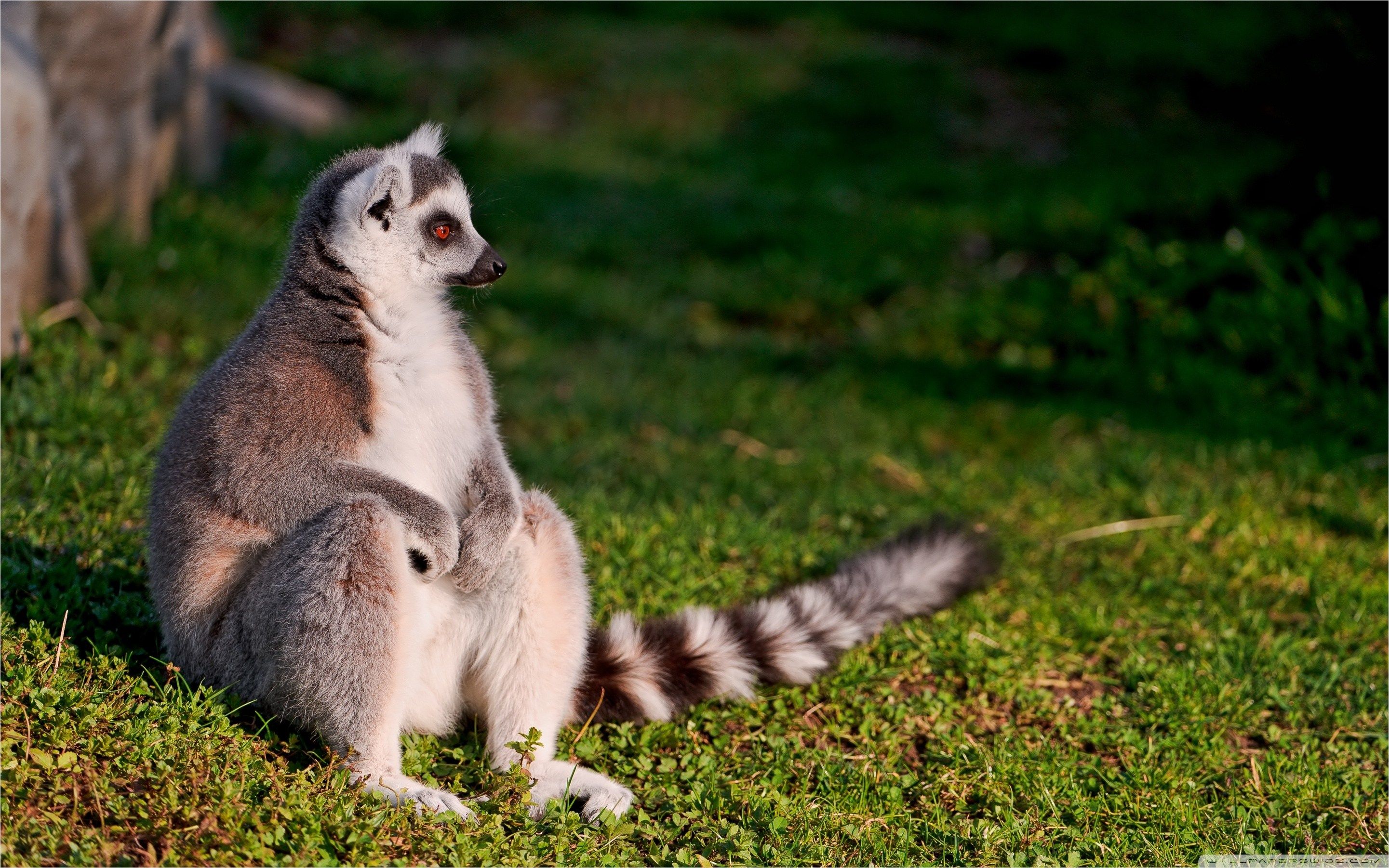 Ring Tailed Lemur
