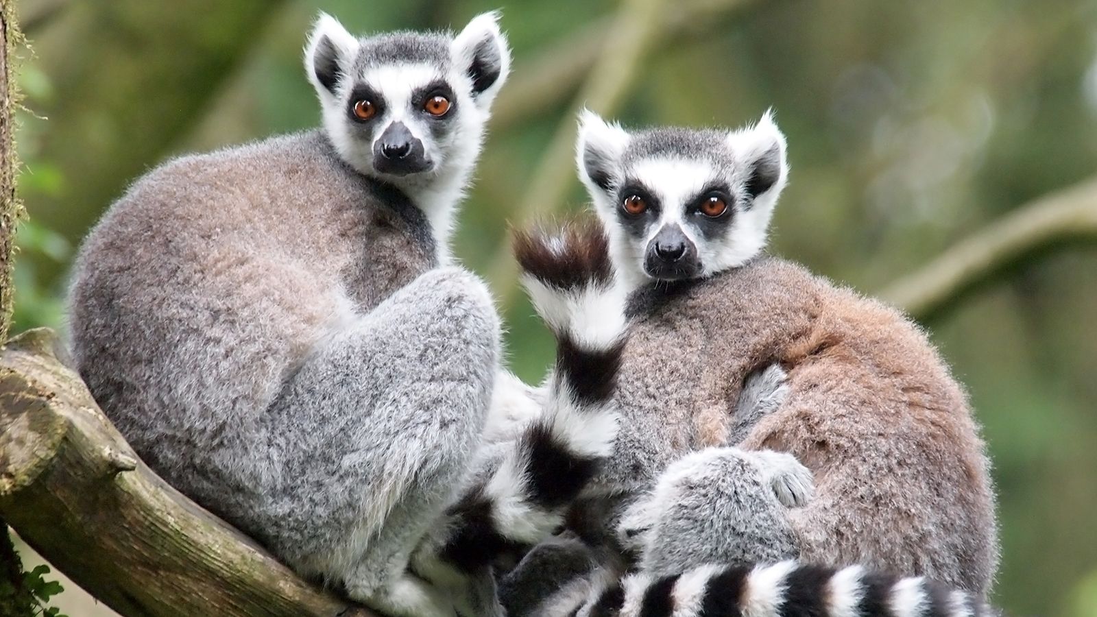 Lemur wallpaper, Animal, HQ Lemur pictureK Wallpaper 2019