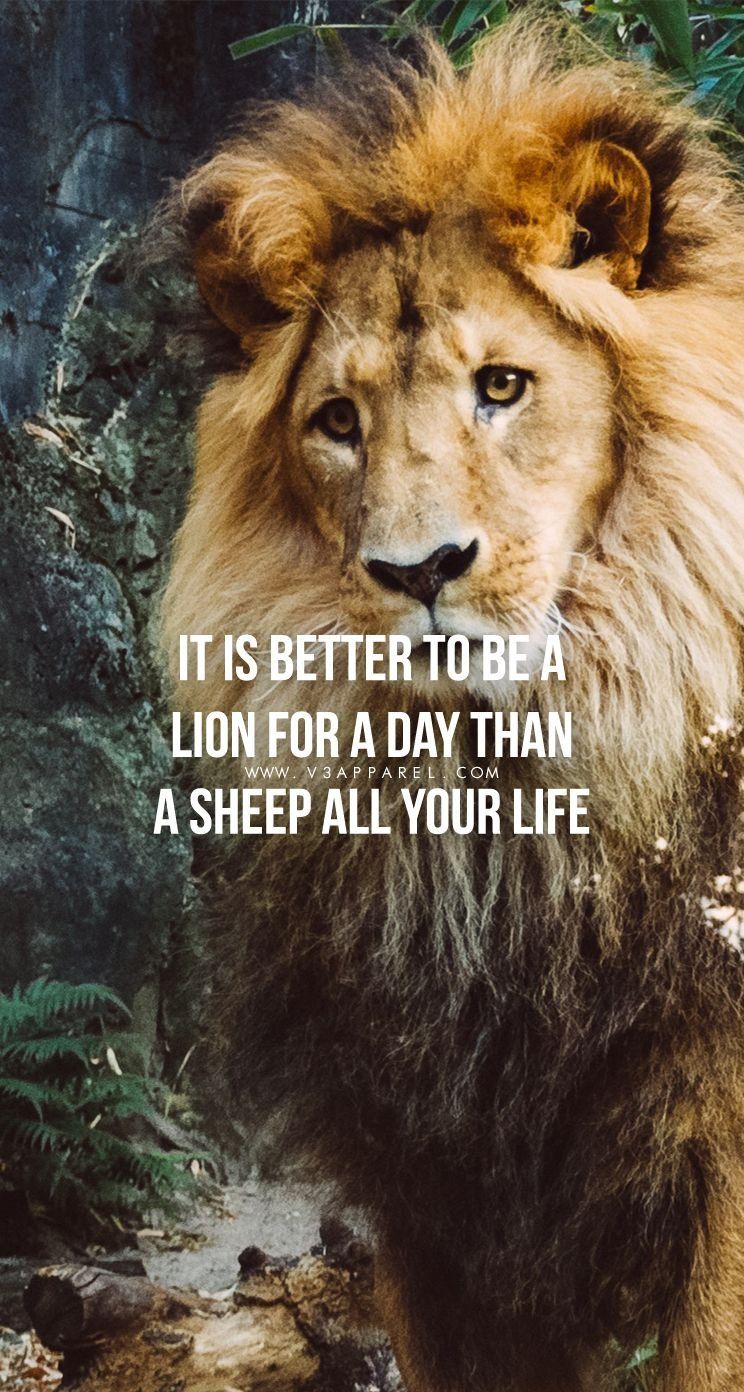 Lion Quotes Wallpapers - Wallpaper Cave