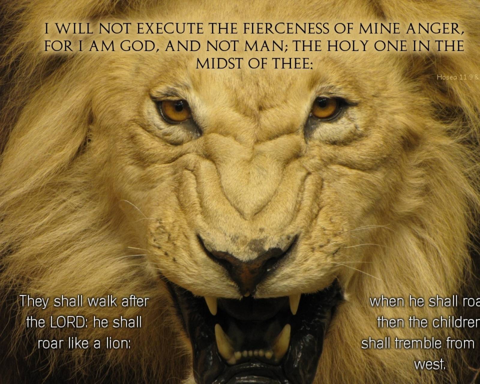 Lion Quote wallpaper