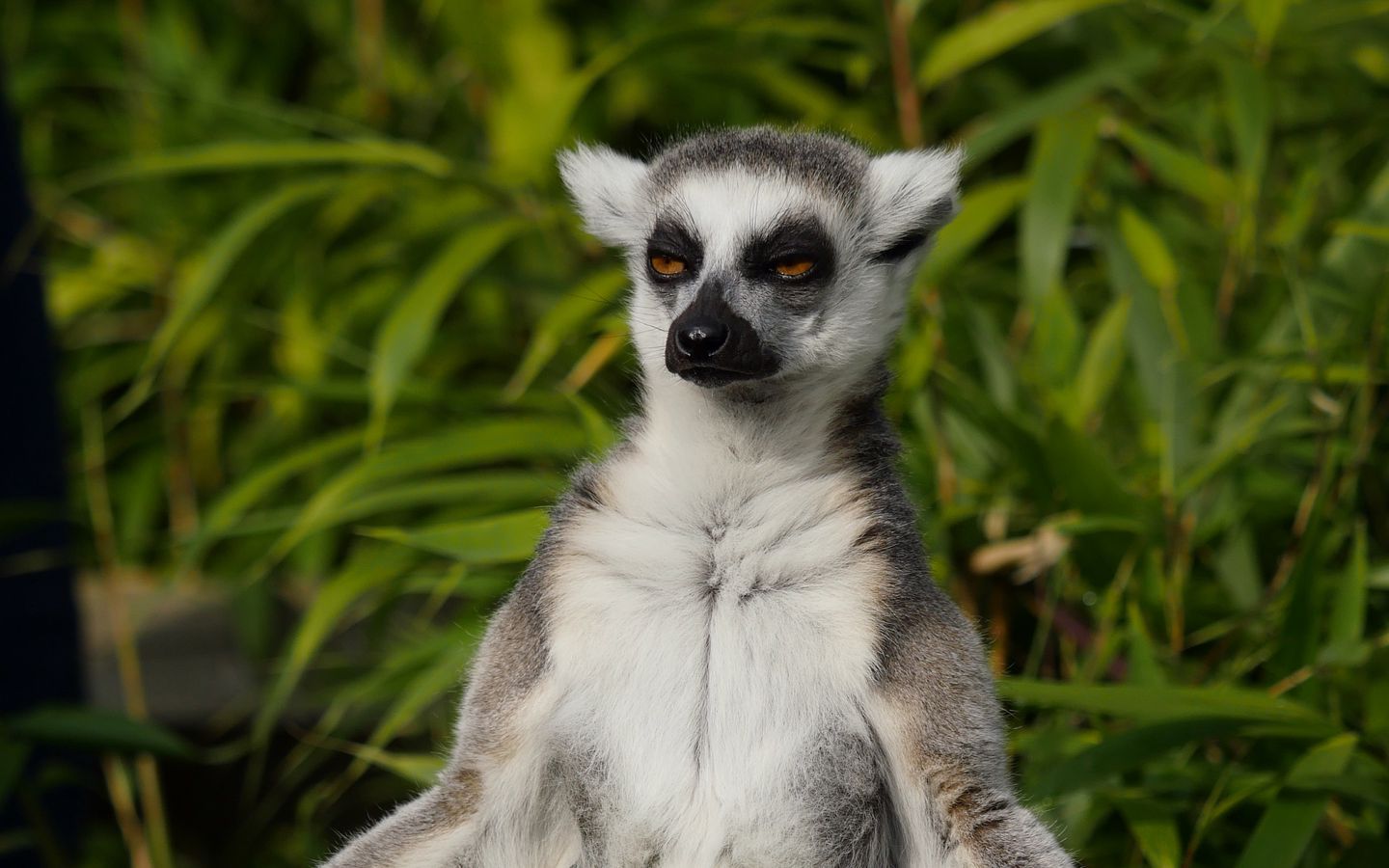 Lemur Animal HD Wallpapers - Wallpaper Cave