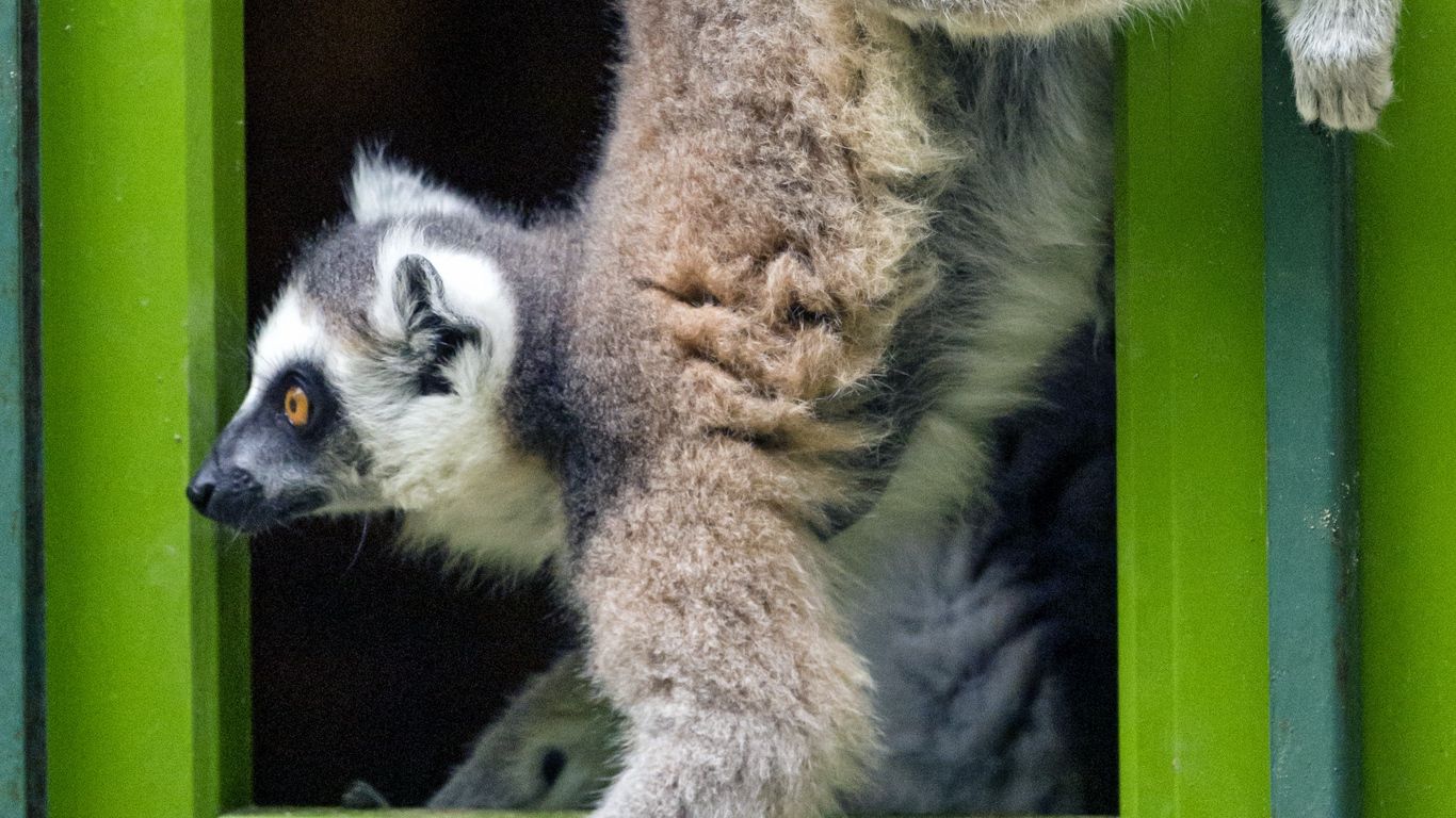 Wallpaper Lemur, Door, Funny, Animal