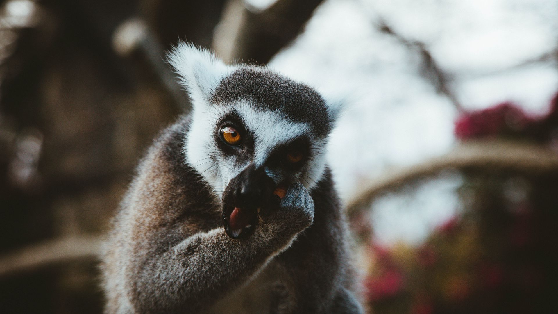 Download wallpaper 1920x1080 lemur, animal, muzzle, eat full HD