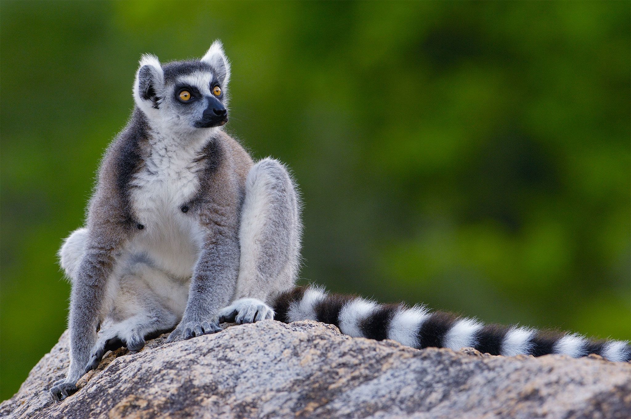 Lemur Wallpaper