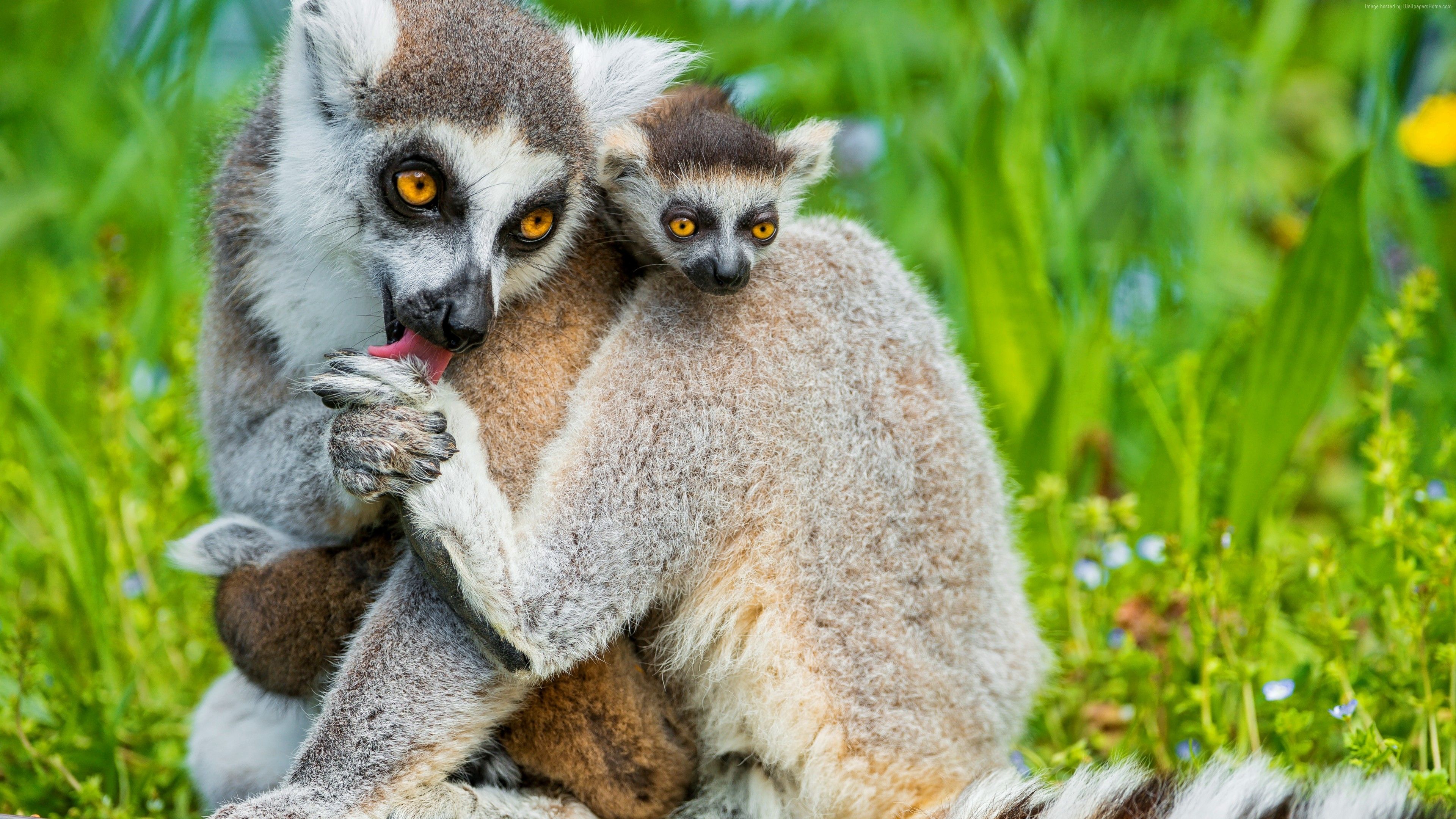 Lemur Animal HD Wallpapers - Wallpaper Cave