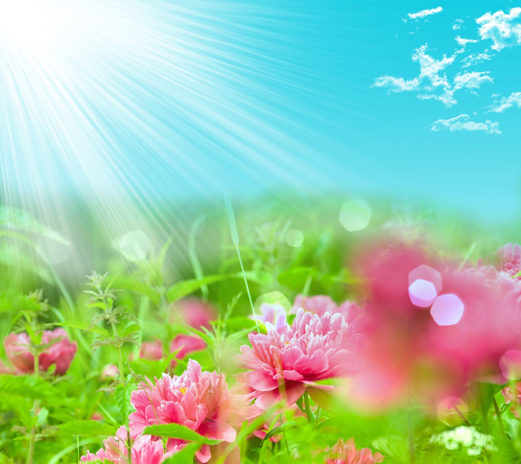 The Flower Fantasy You Never Knew Existed!