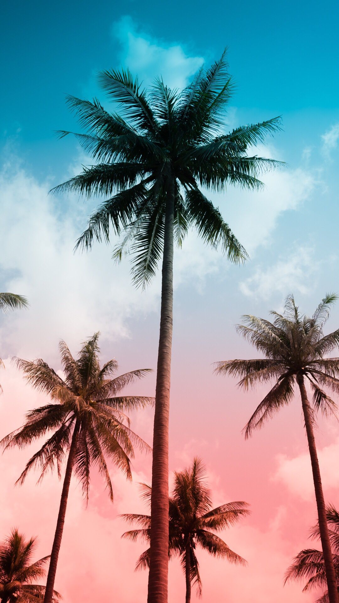 Palm wallpaper for your iPhone XS from Vibe app #wallpaper