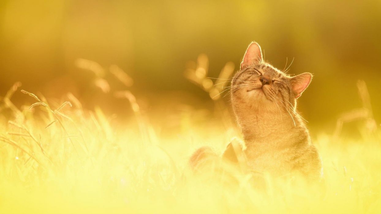Nature cat cute sunshine summer wallpaperx1080
