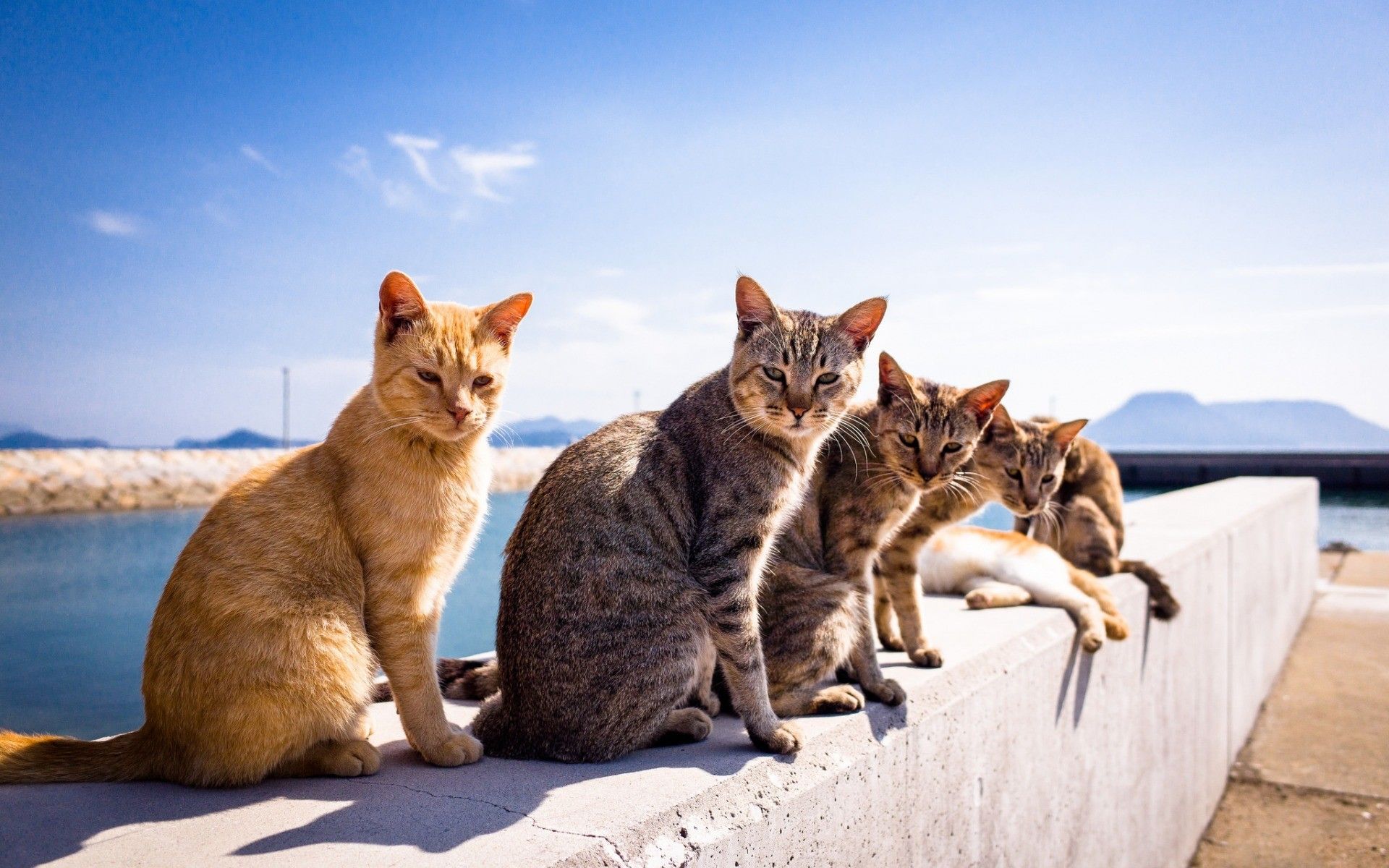Cats relaxing at summer wallpaper download. Wallpaper, picture, photo