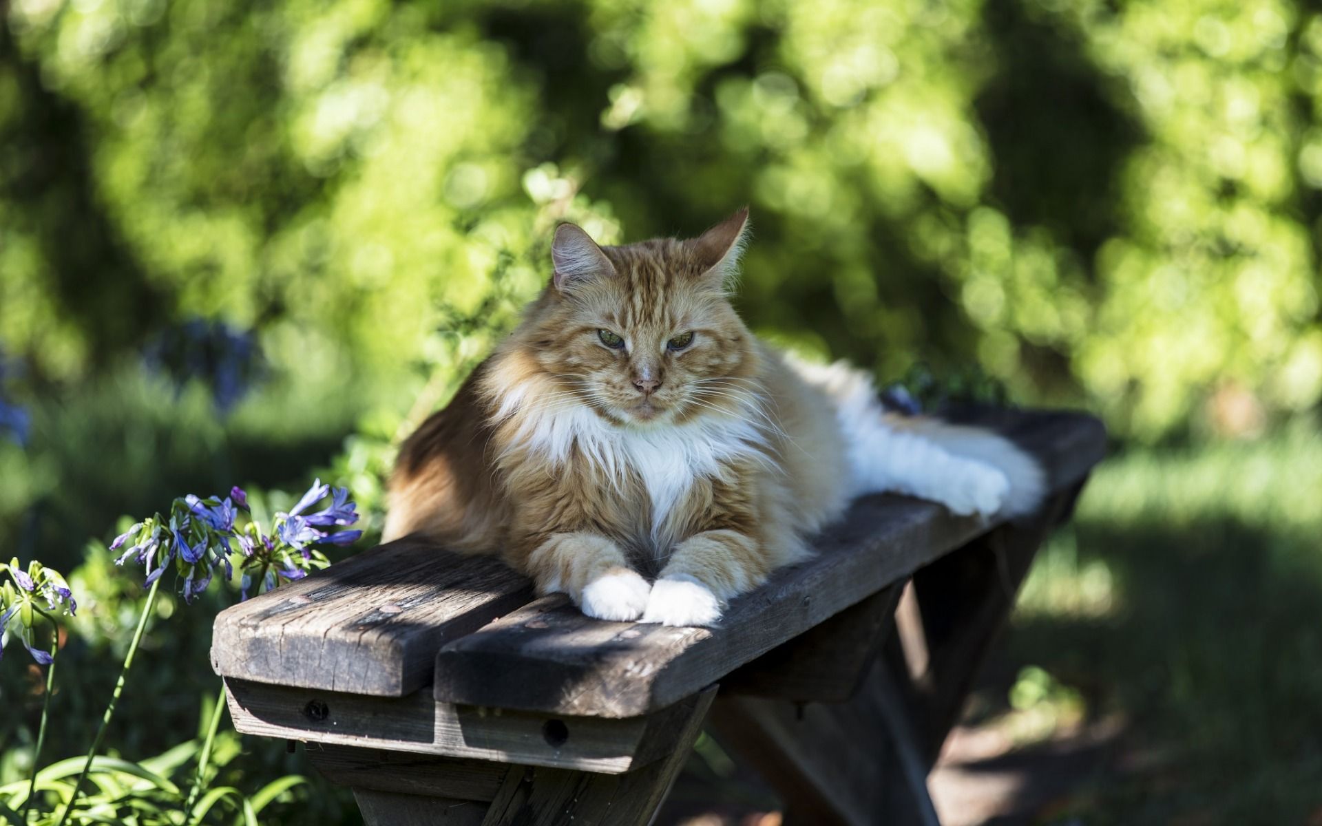 Download wallpaper Turkish Van, ginger cat, big fluffy cat, pets