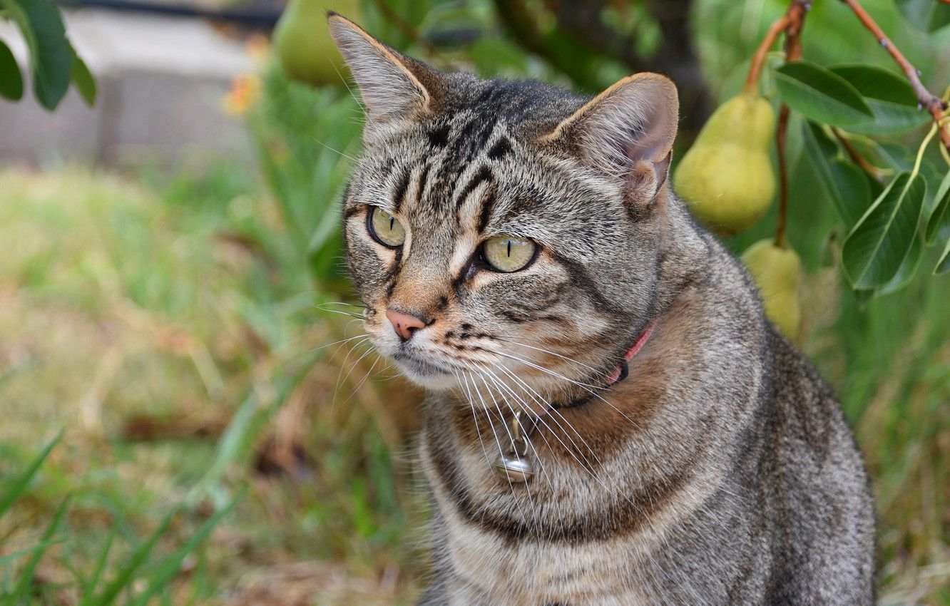 Wallpaper cat, summer, cat, look, face, leaves, grey, portrait