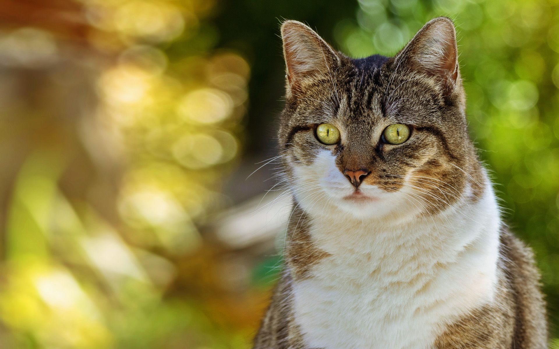 Download Wallpaper American Shorthair Cat, Summer, Close Up