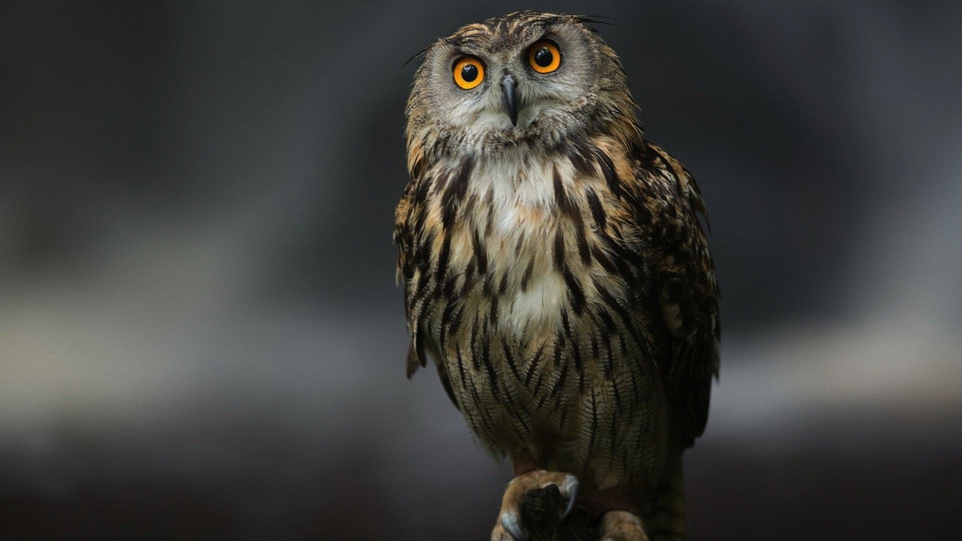 Owl Sitting at Night. HD Wallpaper. Owl wallpaper, Owl, Owl