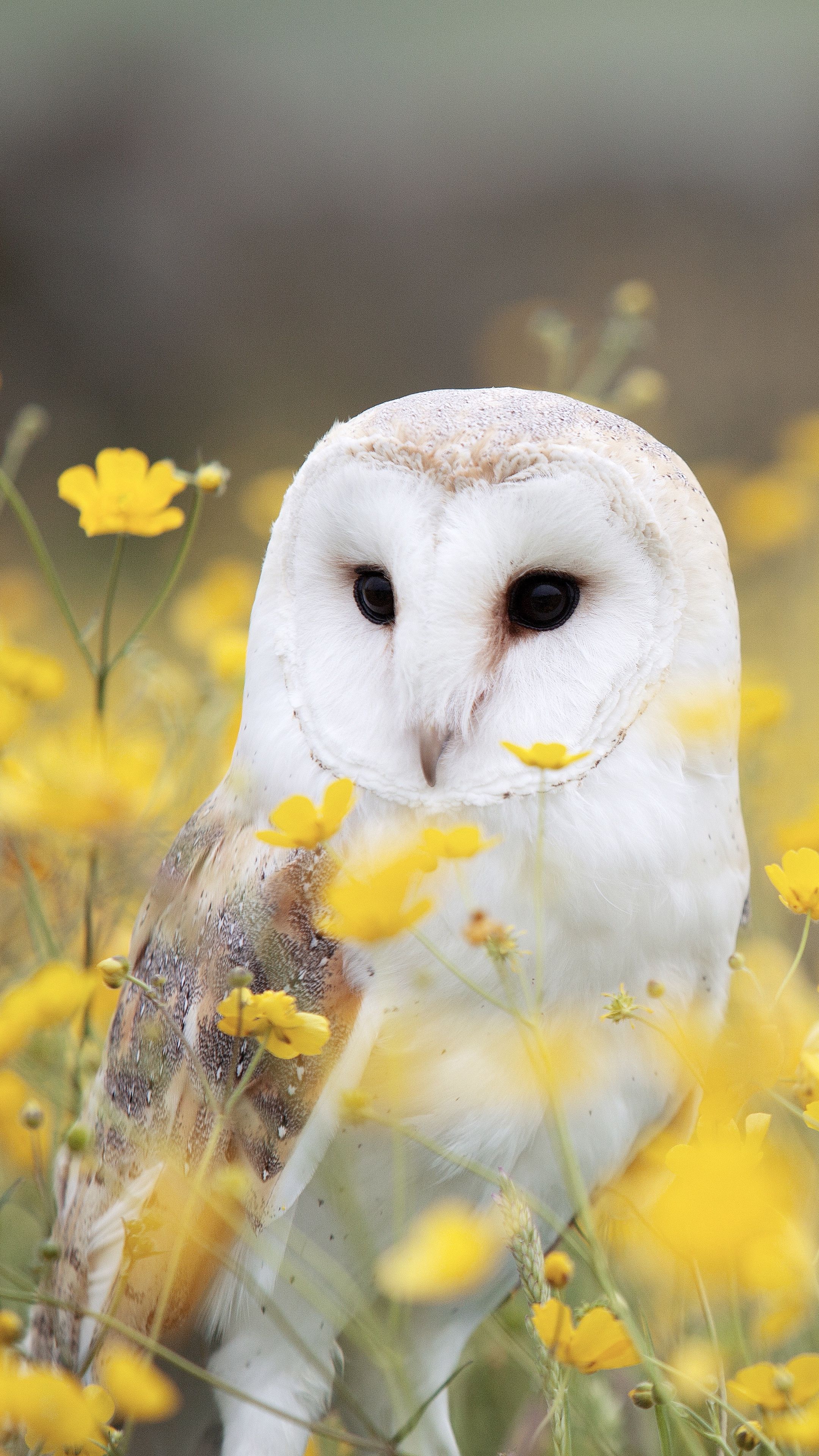 Animals owl, barn owl, bird #android #wallpaper k #hd. Corujas