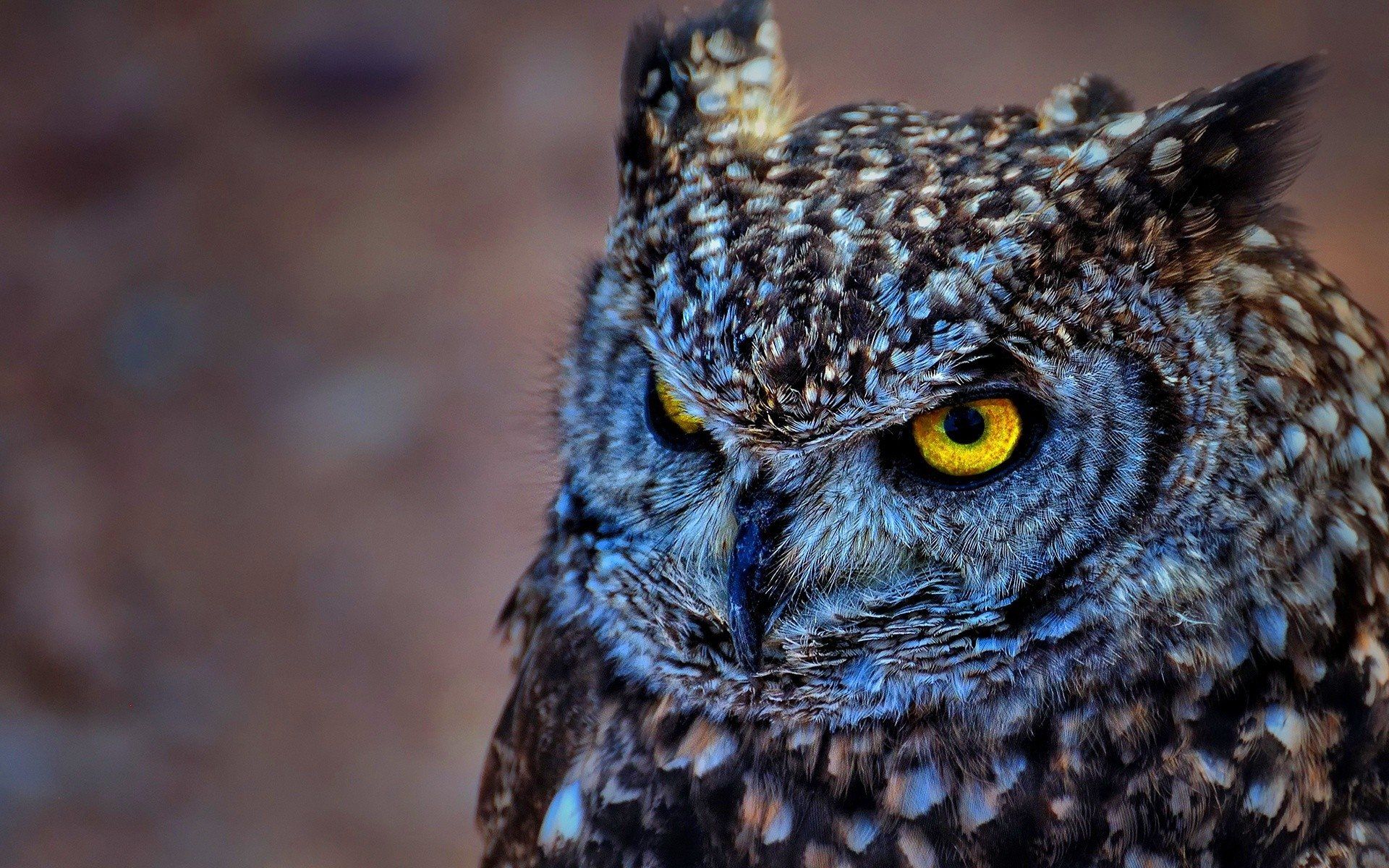 Owl HD Wallpaper