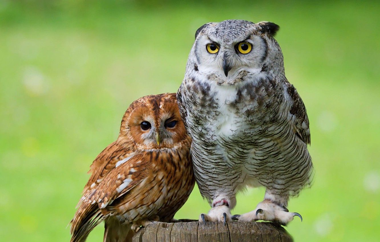 Wallpaper eyes, look, birds, green, background, owl, bird