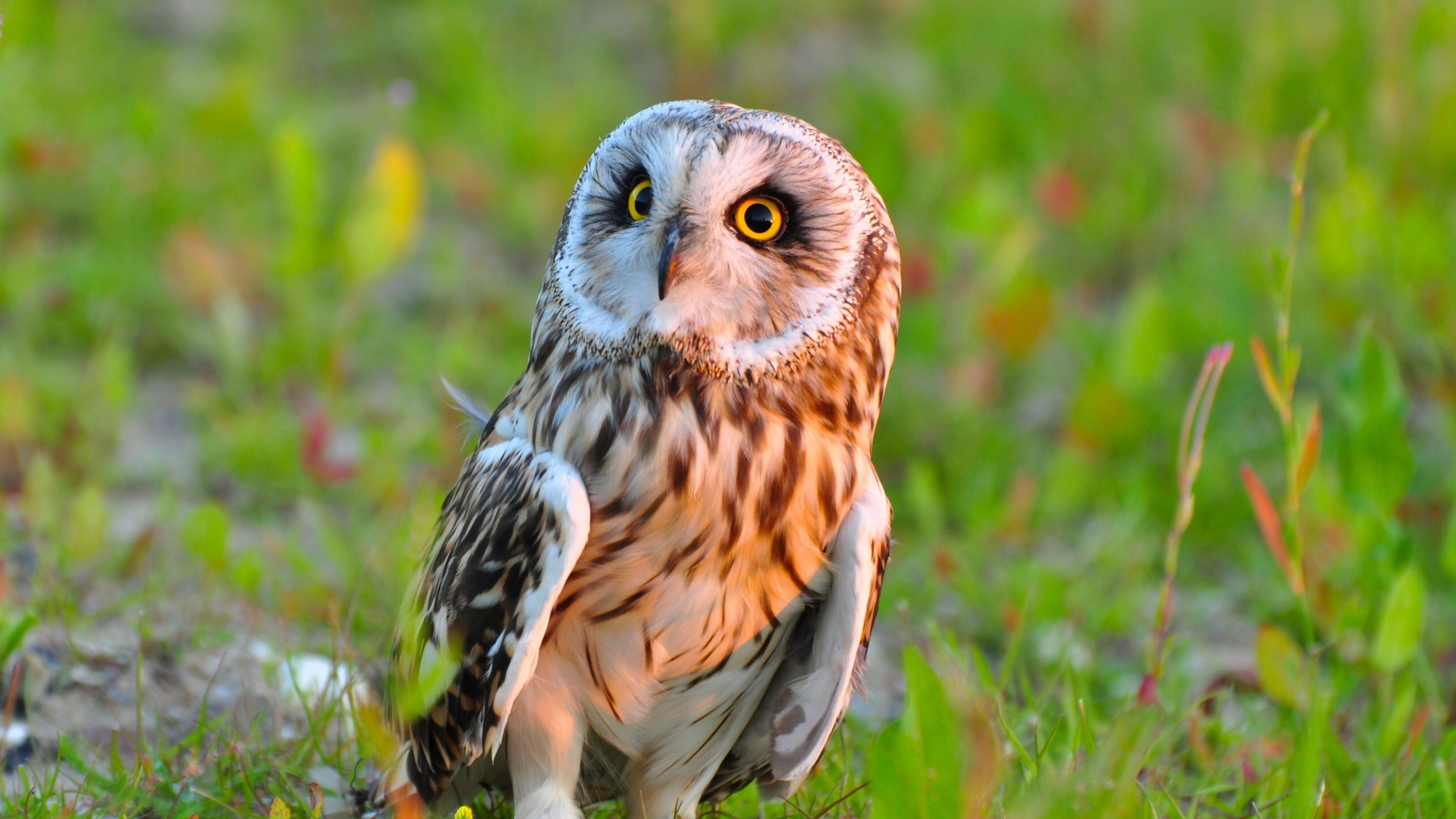 Owl Bird Predator, HD Birds, 4k Wallpaper, Image, Background