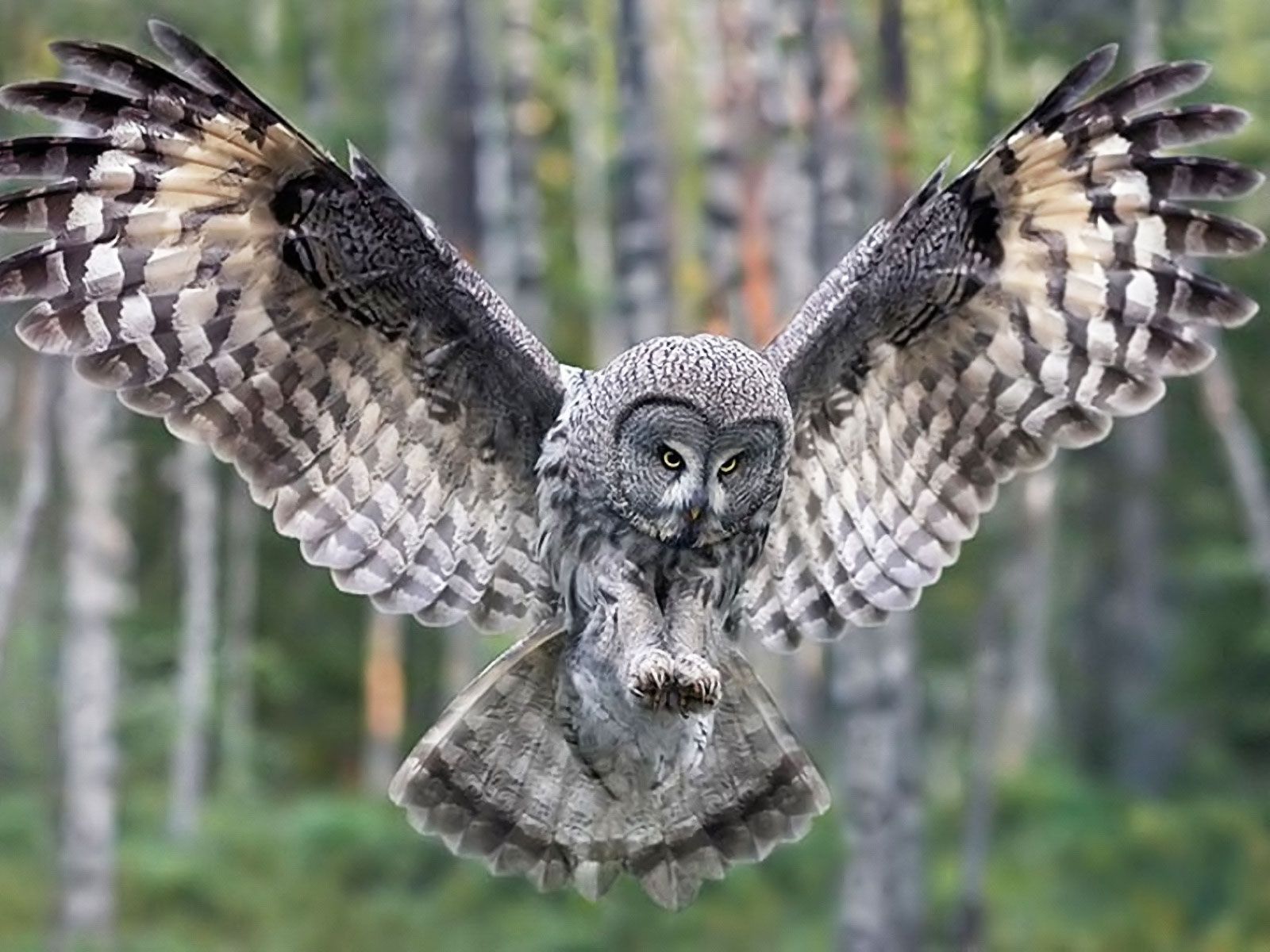 Incredible Flying Owl Wallpaper. Owl bird, Beautiful owl, Owl