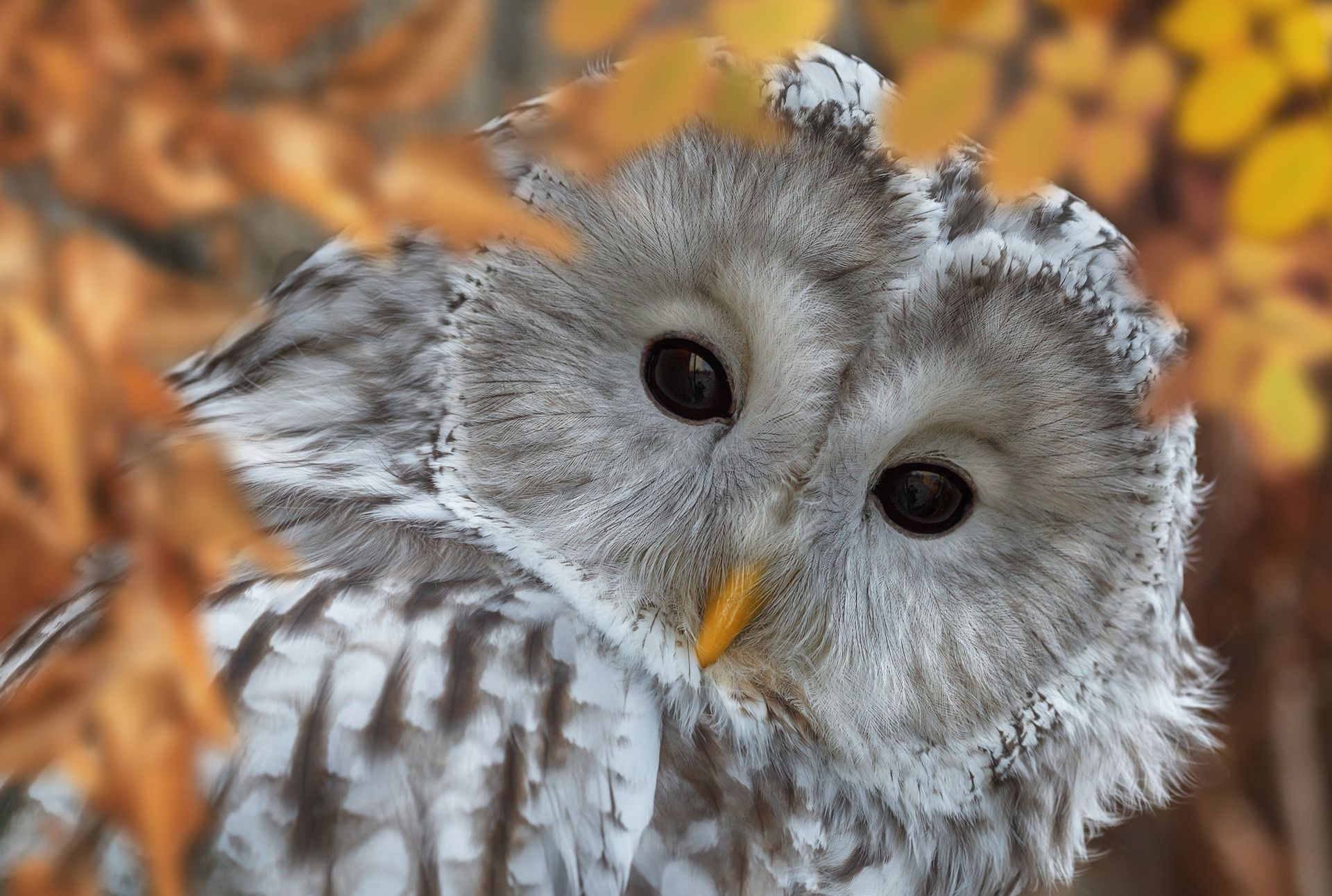 Owl HD Wallpaper