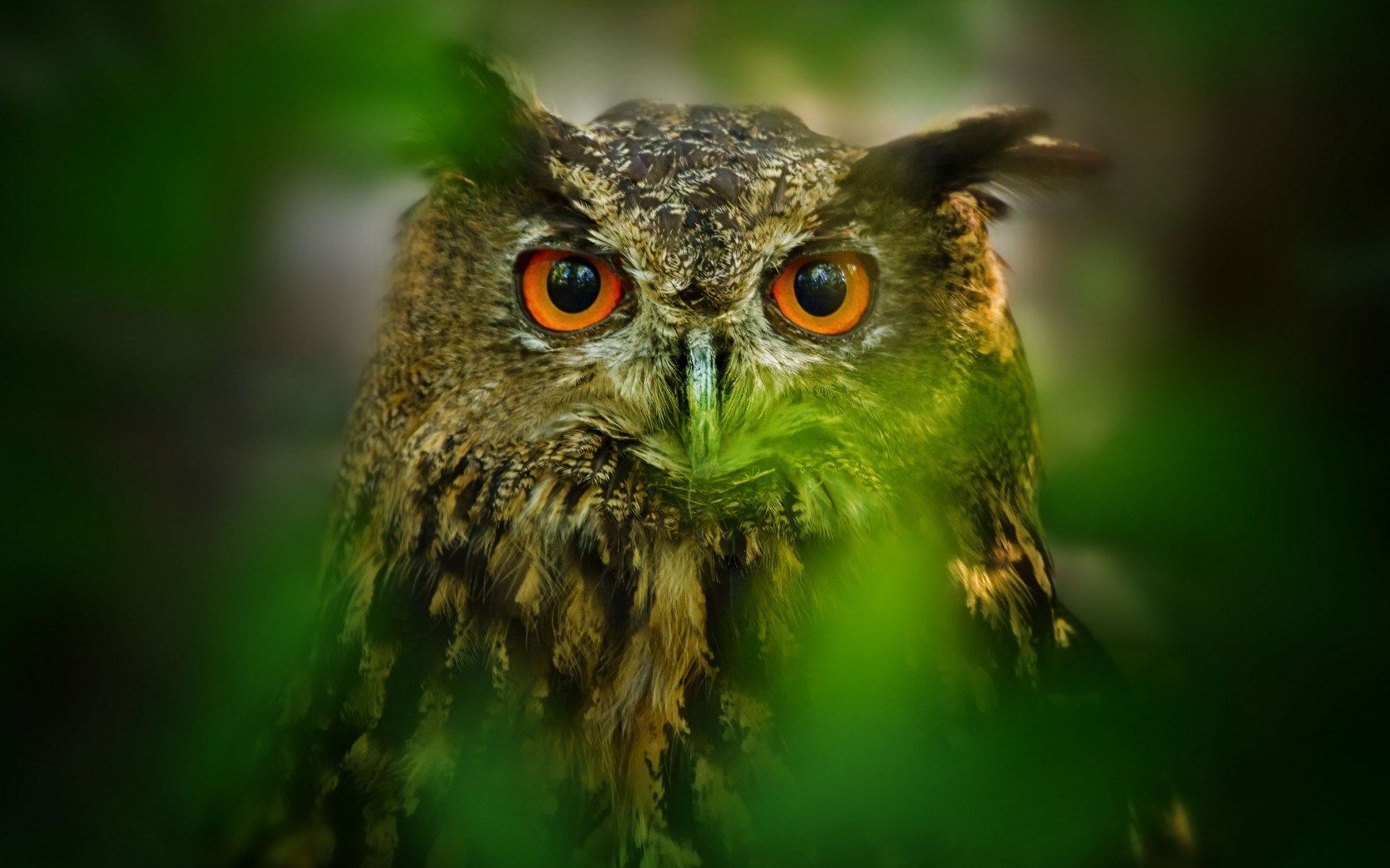 Leaves Nature Owl Bird wallpaperx1050