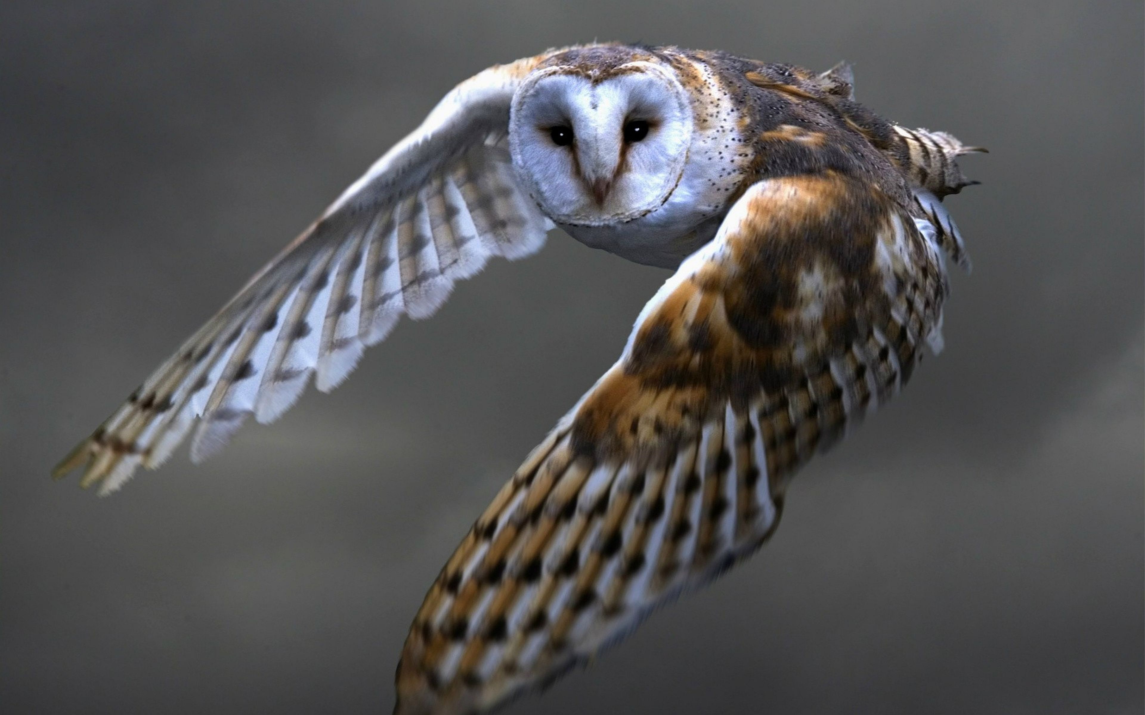 Owl HD Wallpaper and Background Image