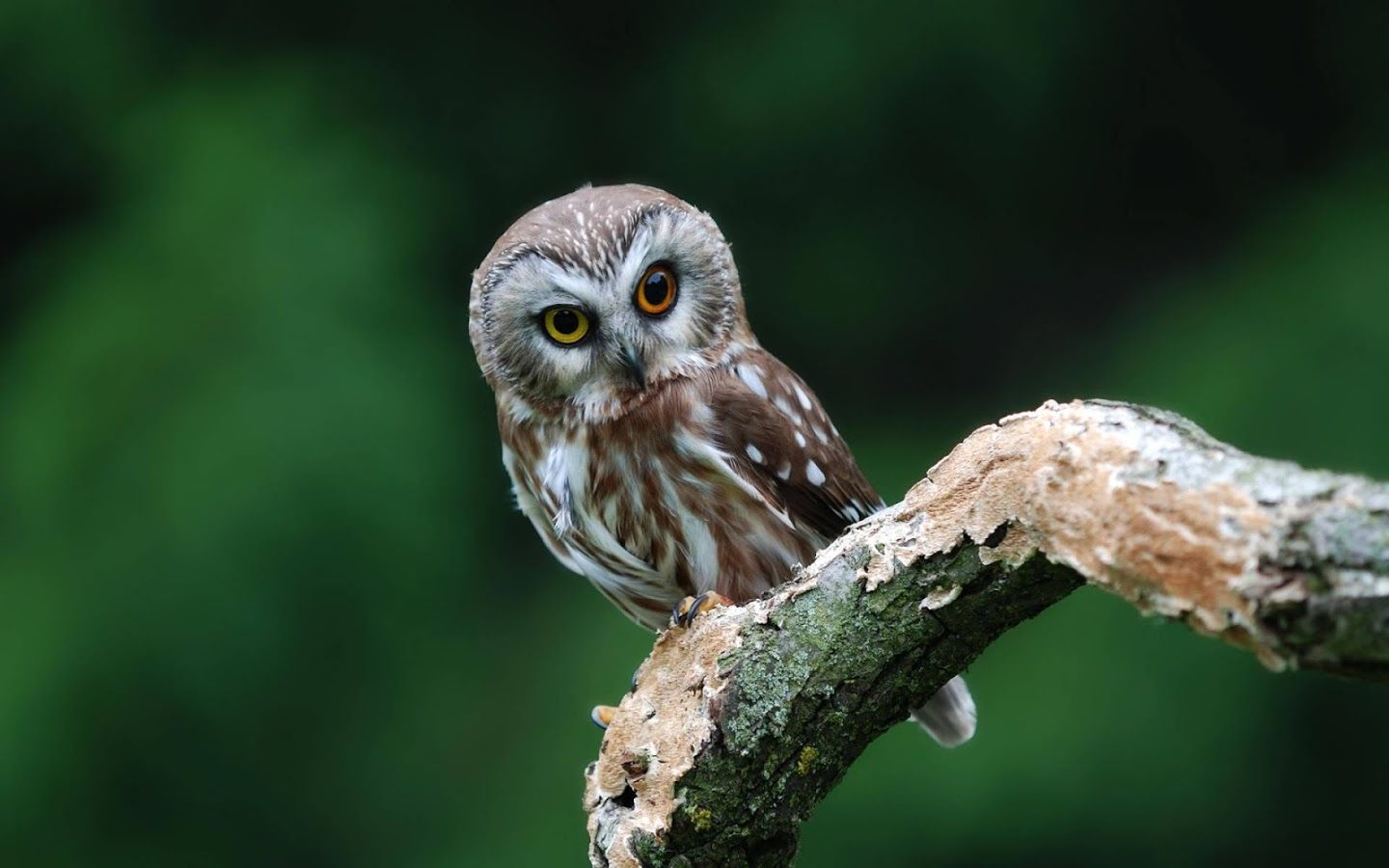 Colorful Owl Wallpaper Free 1200 X 900 Colorful