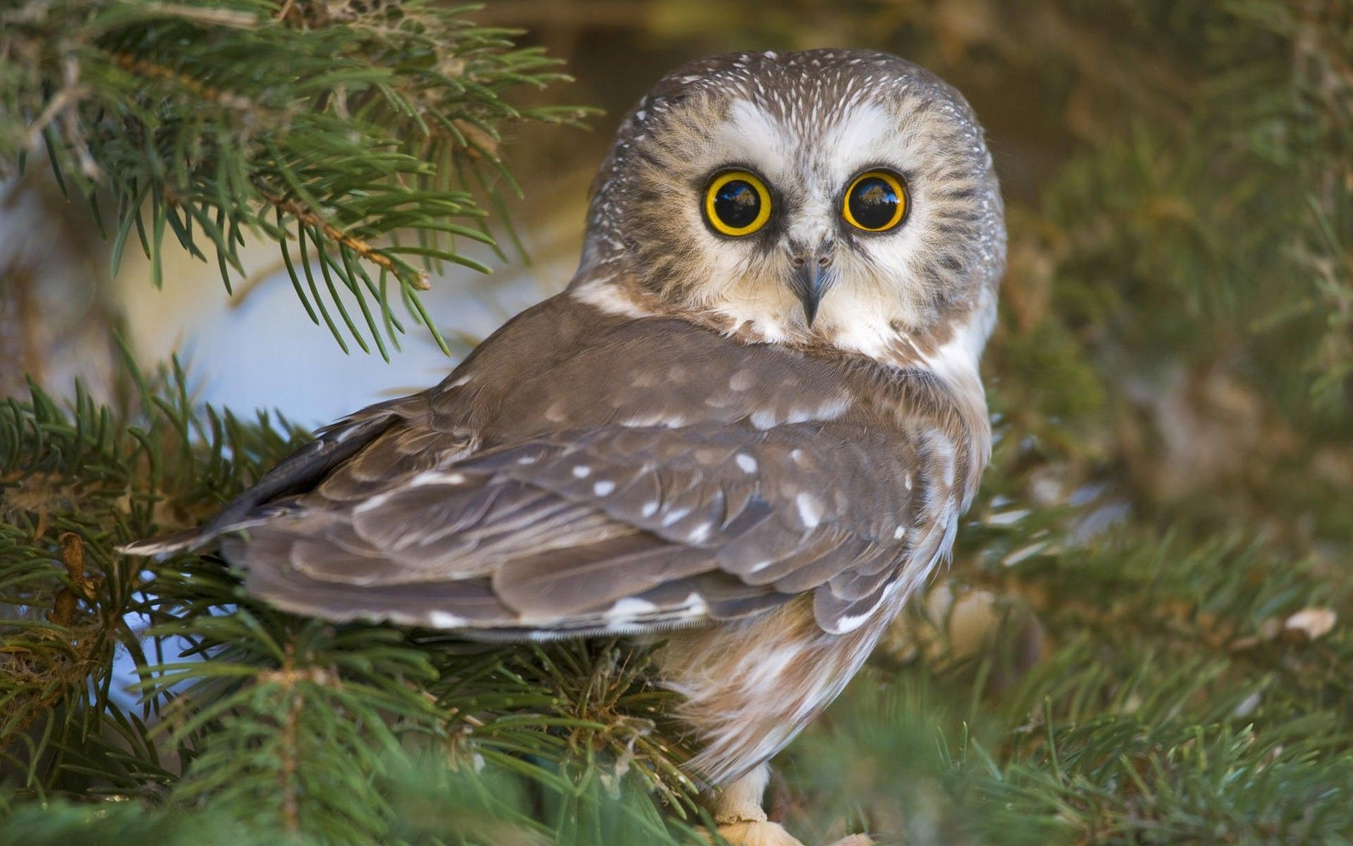 Cute owl bird wallpaperx1200