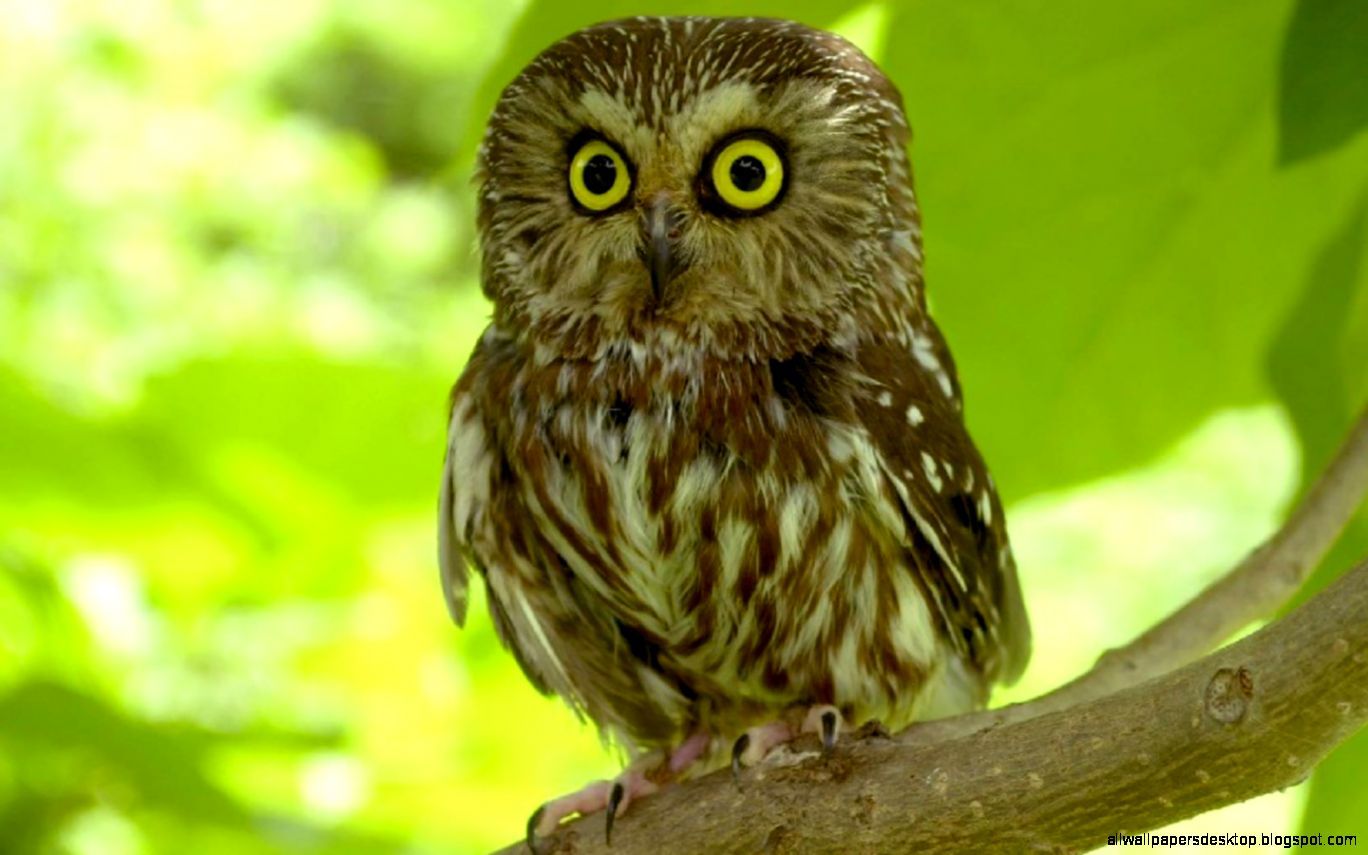 Look Owl Bird HD Wallpaper. All Wallpaper Desktop