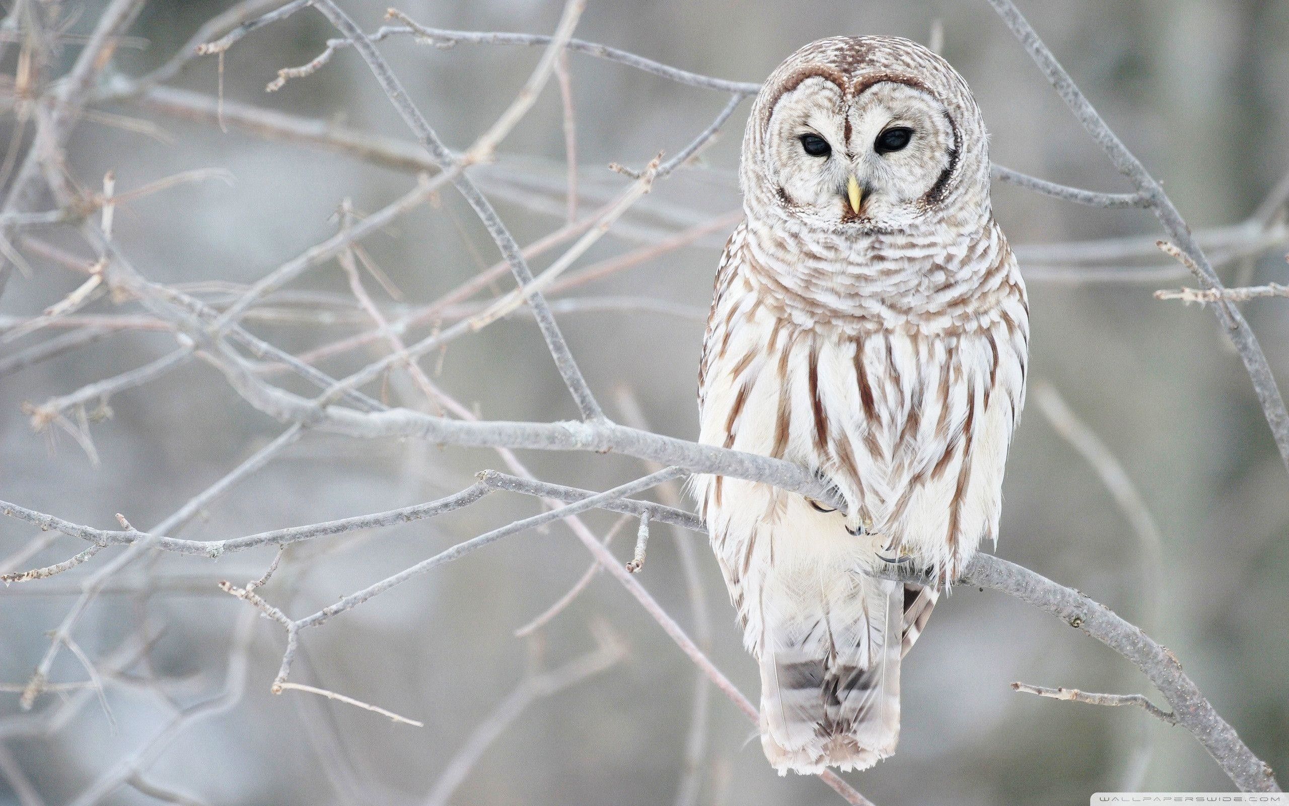 Owl Wallpaper