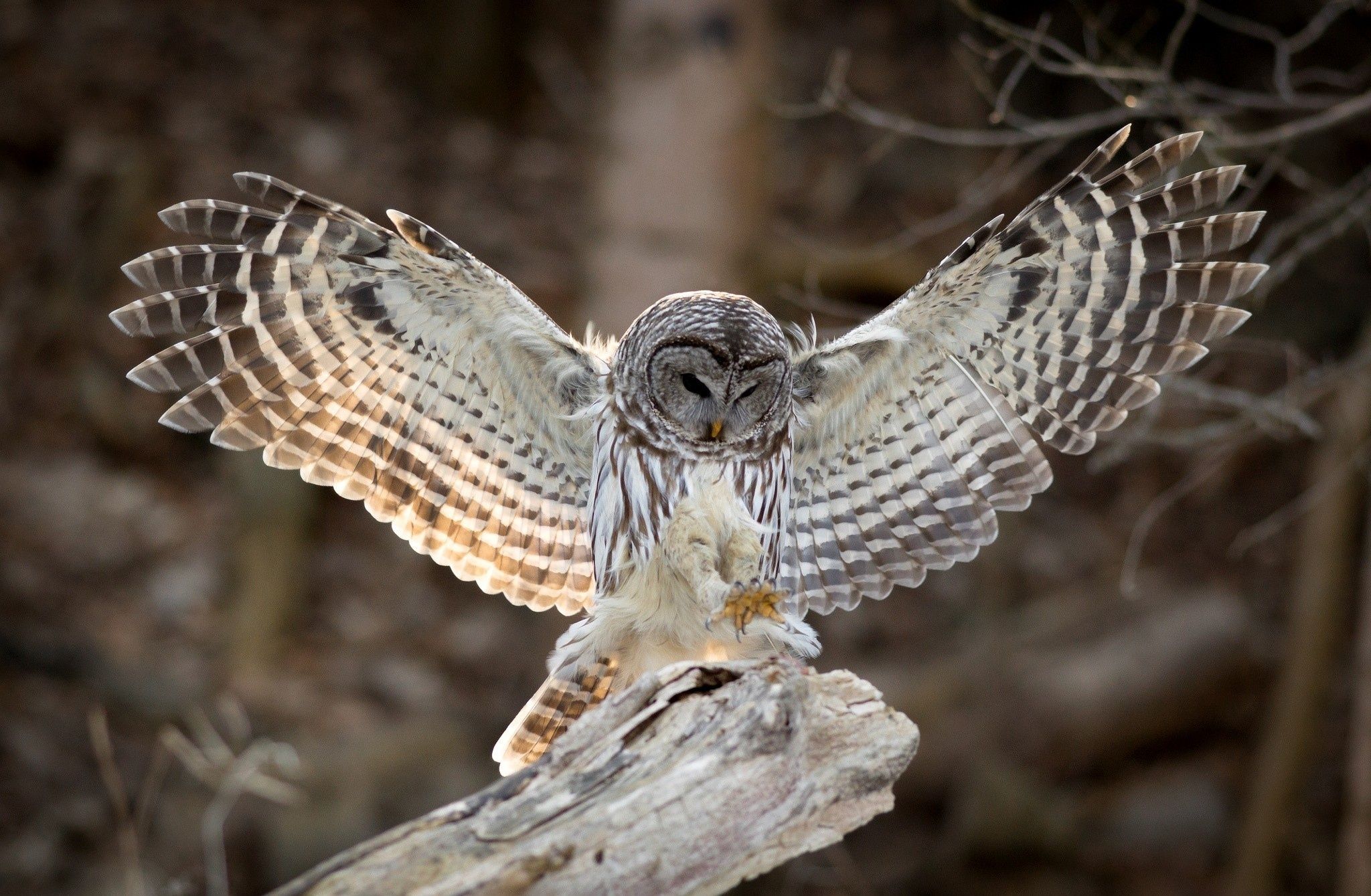 Wings bird owl feathers wallpaperx1339