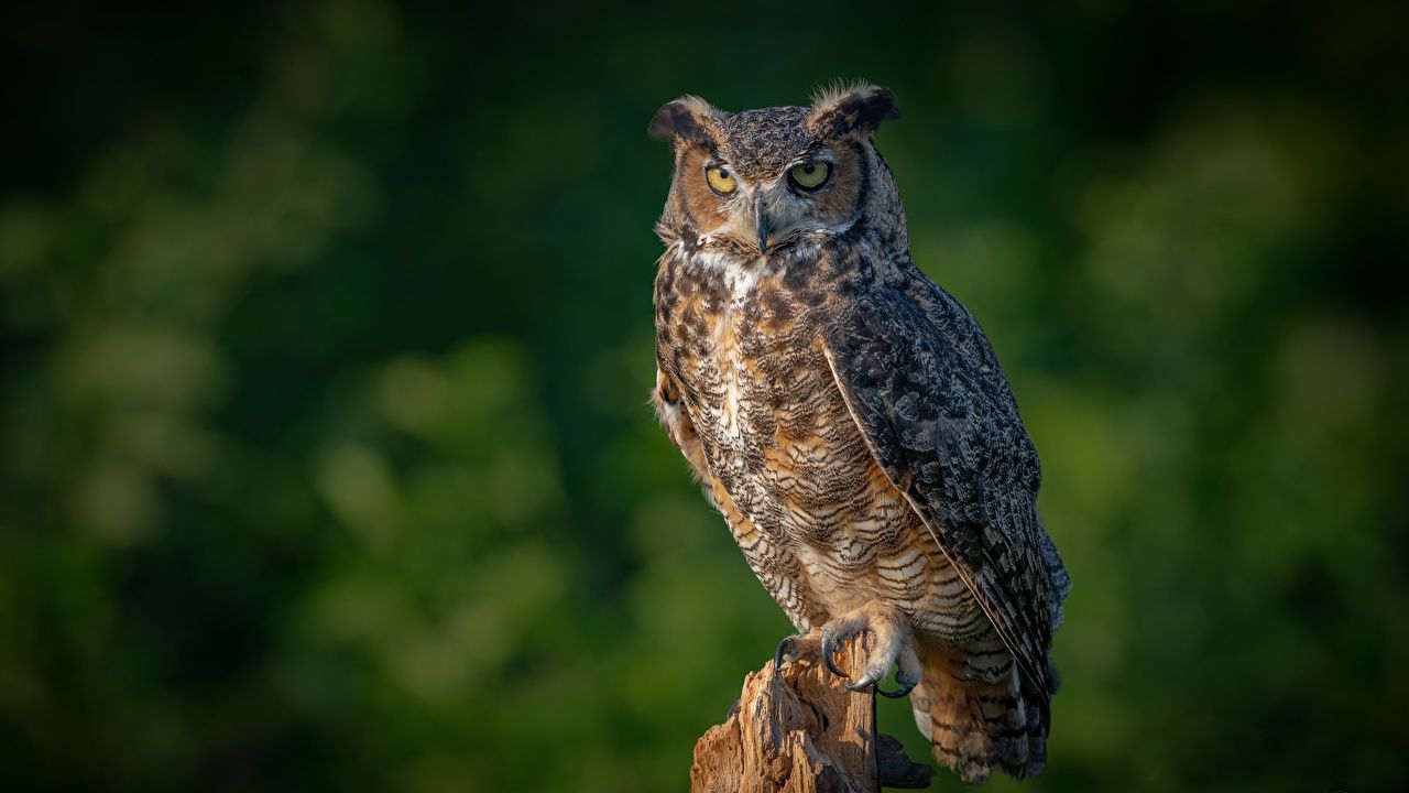 Desktop Wallpaper Eurasian Eagle Owl Owl Birds Animal
