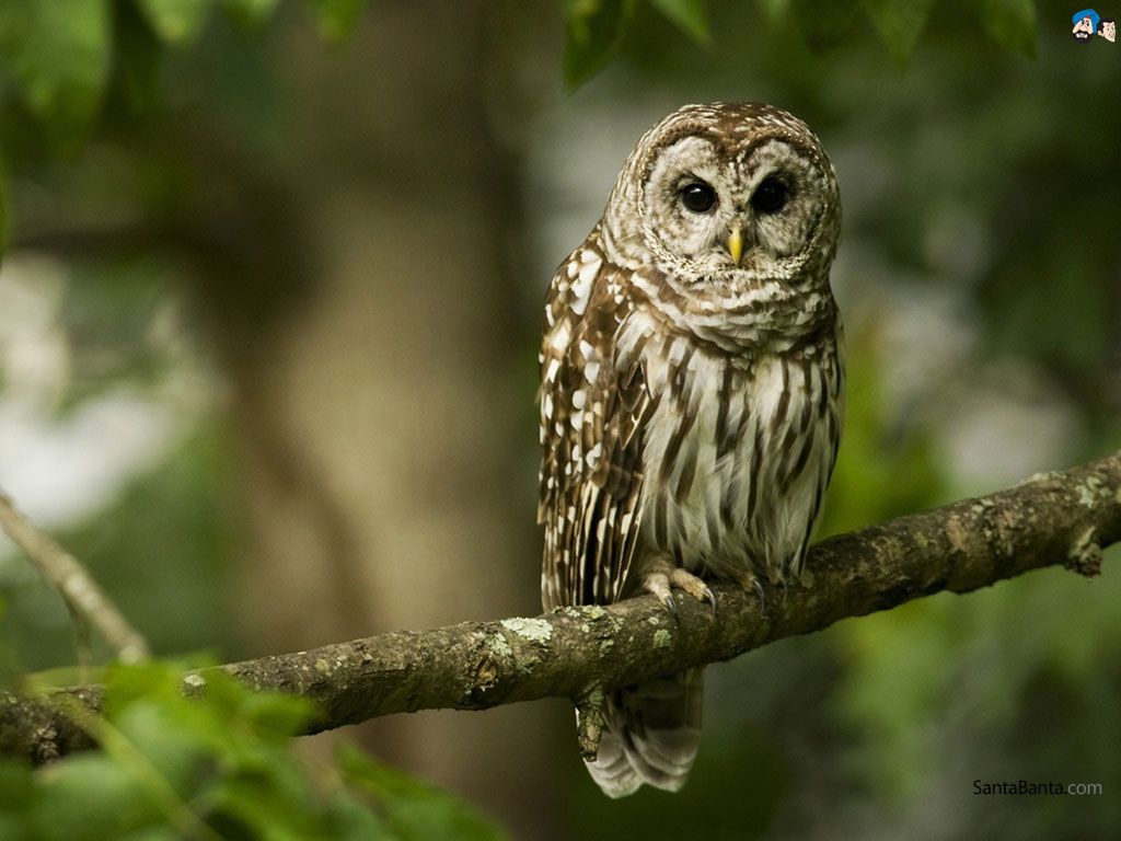 Bird Little Owl HD Wallpaper