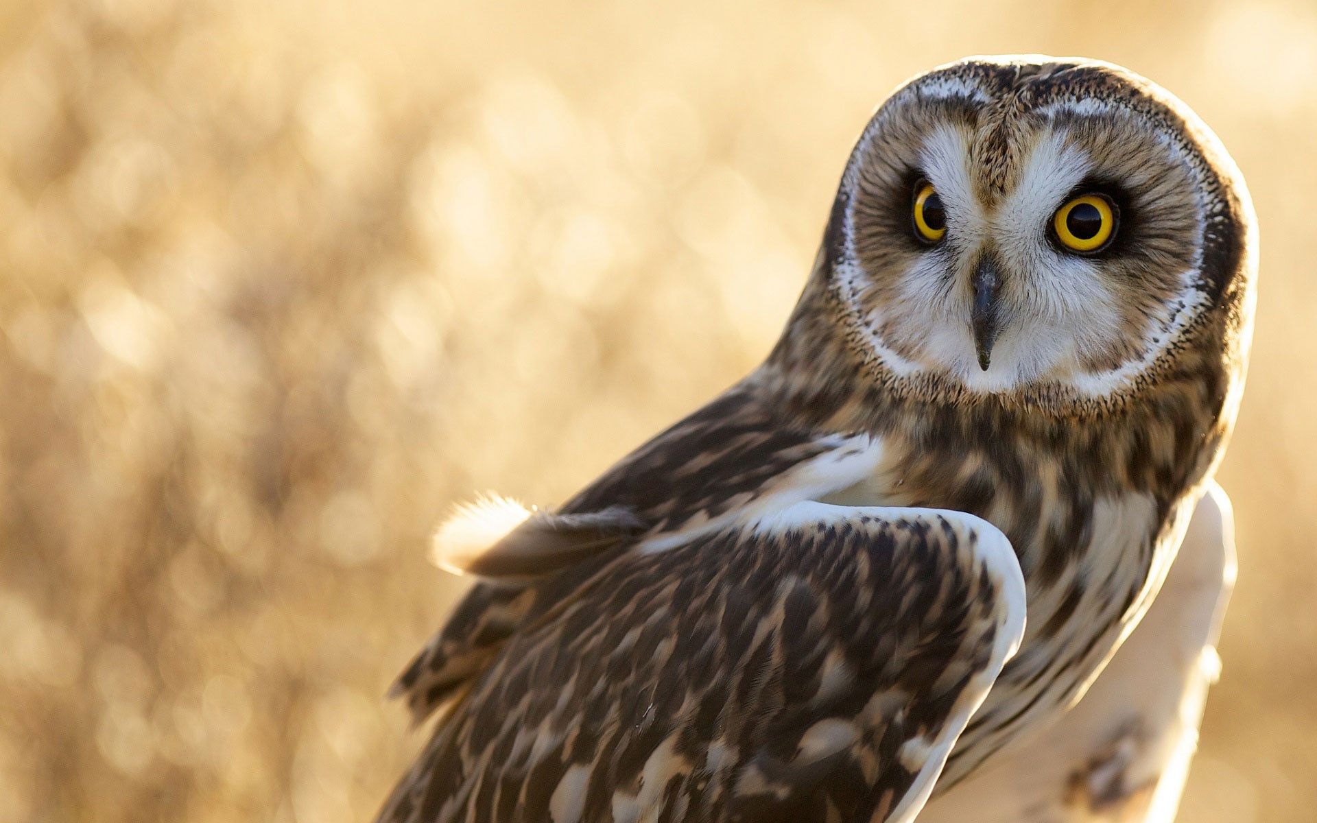 Bird Owl