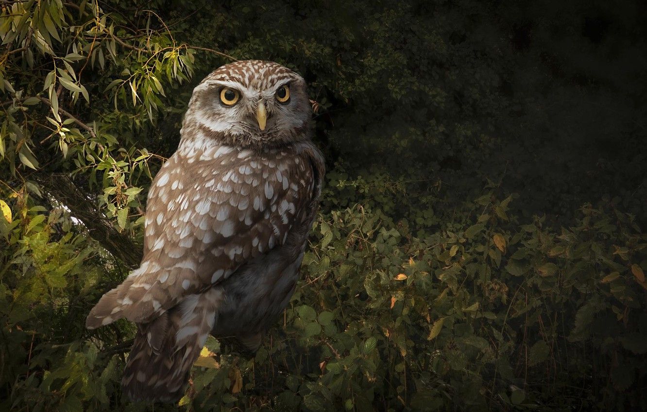 Wallpaper forest, owl, bird image for desktop, section животные
