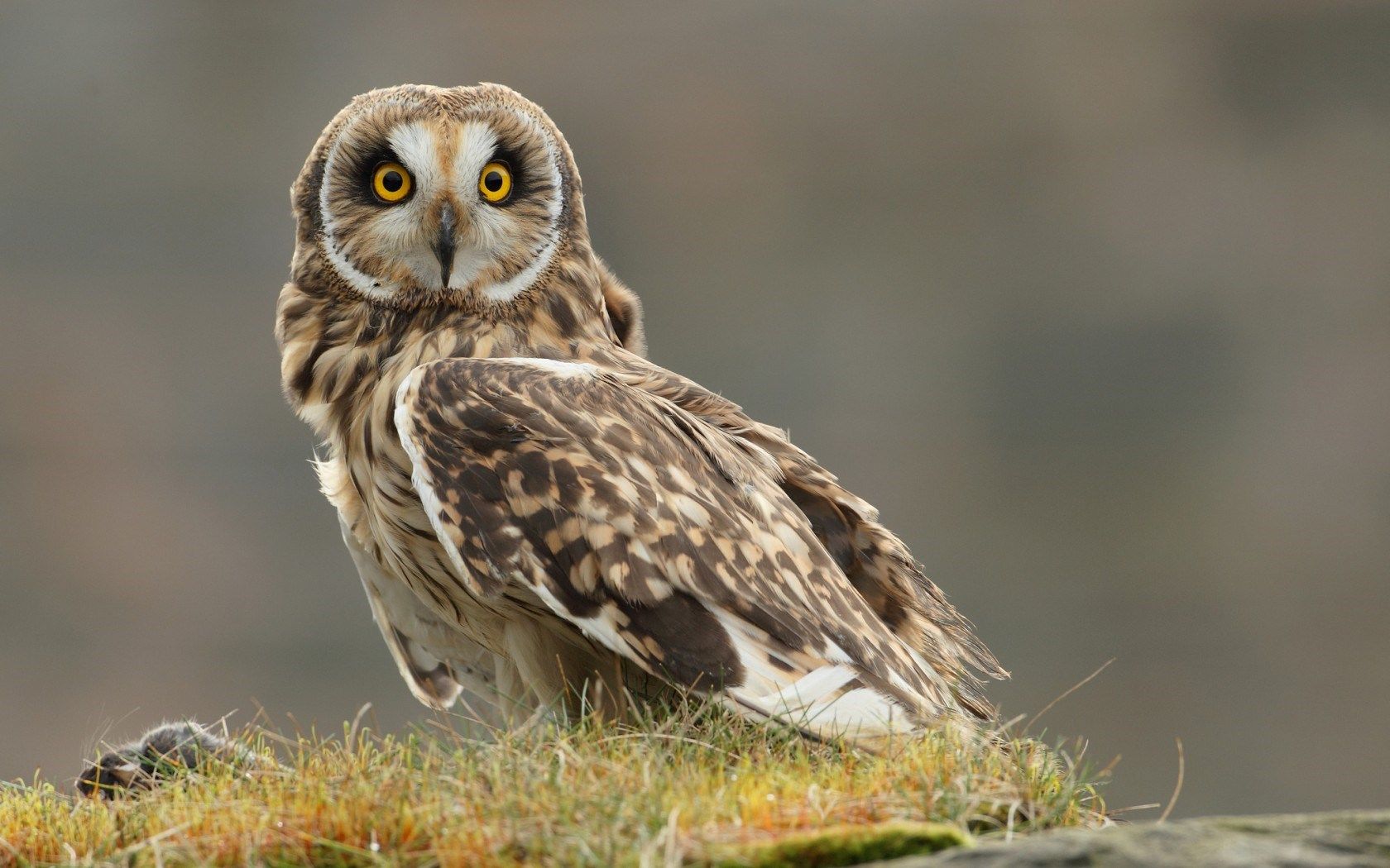 Grass Owl Bird