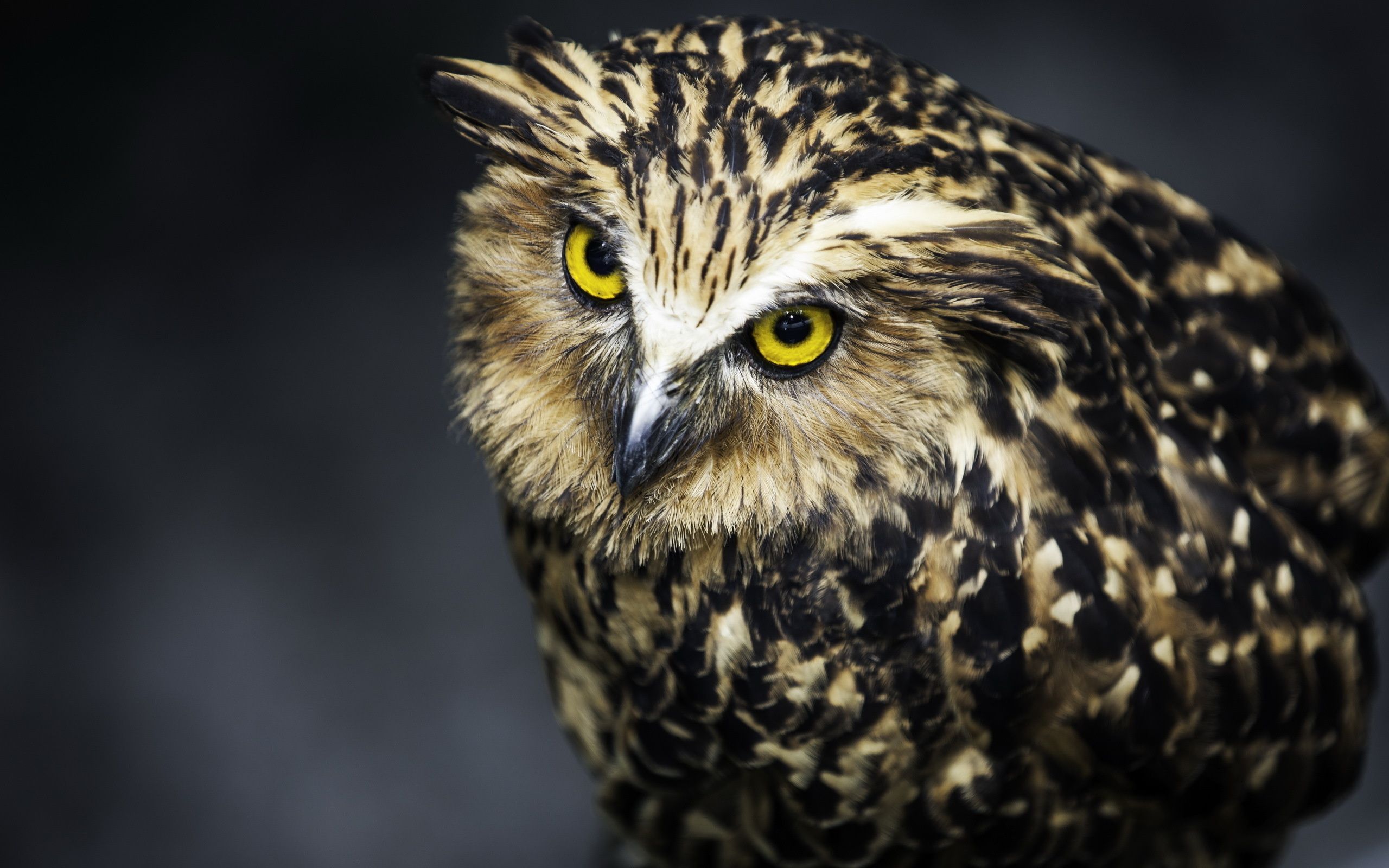 Picture owl Birds animal 2560x1600