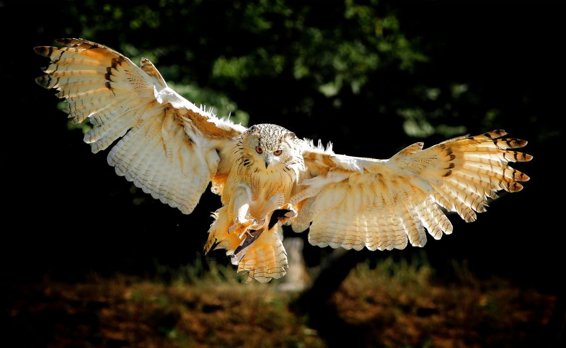 Owl bird flying wings wallpaperx1249