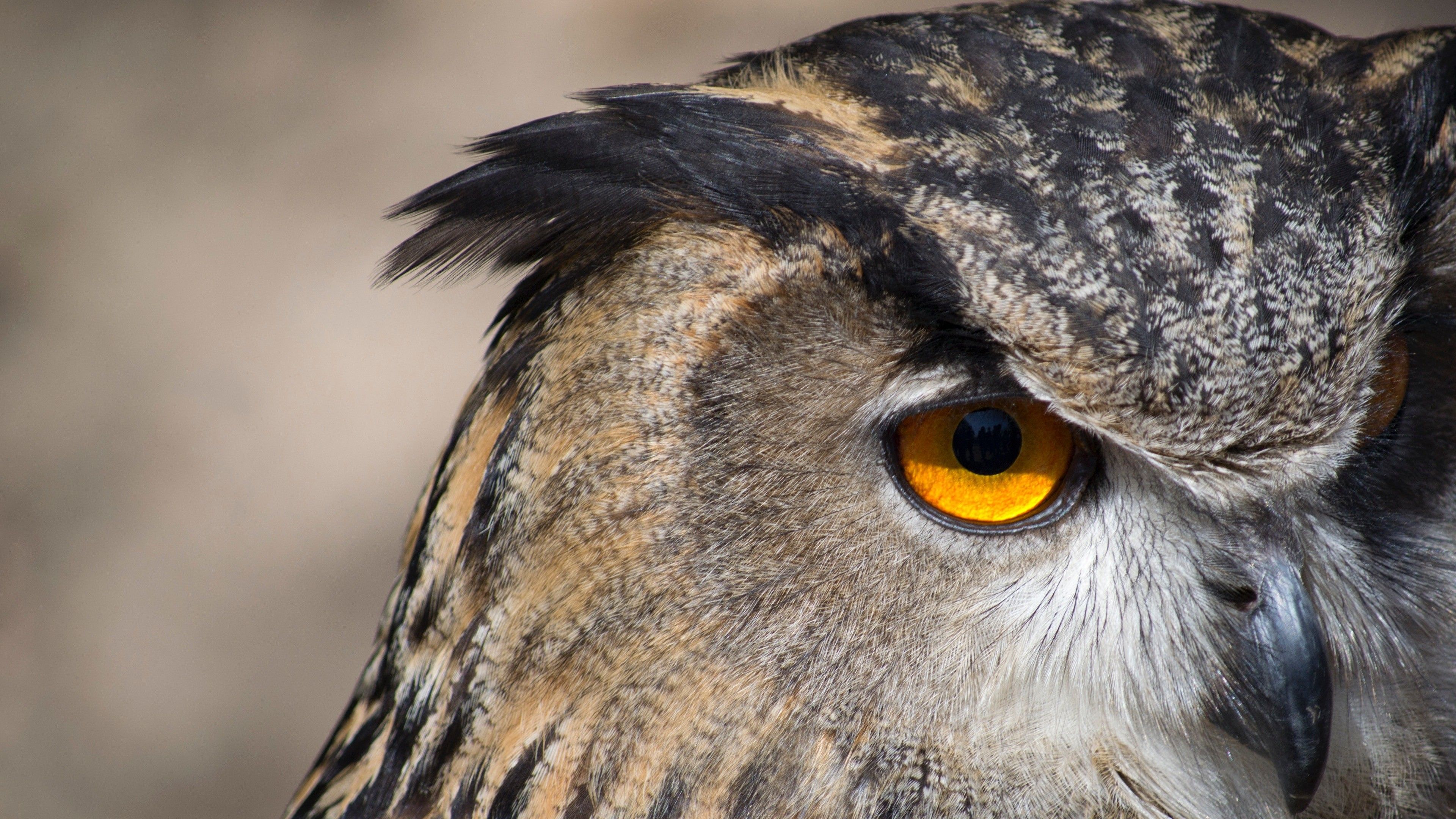 Amusing Owl Bird 4K Wallpaper Background