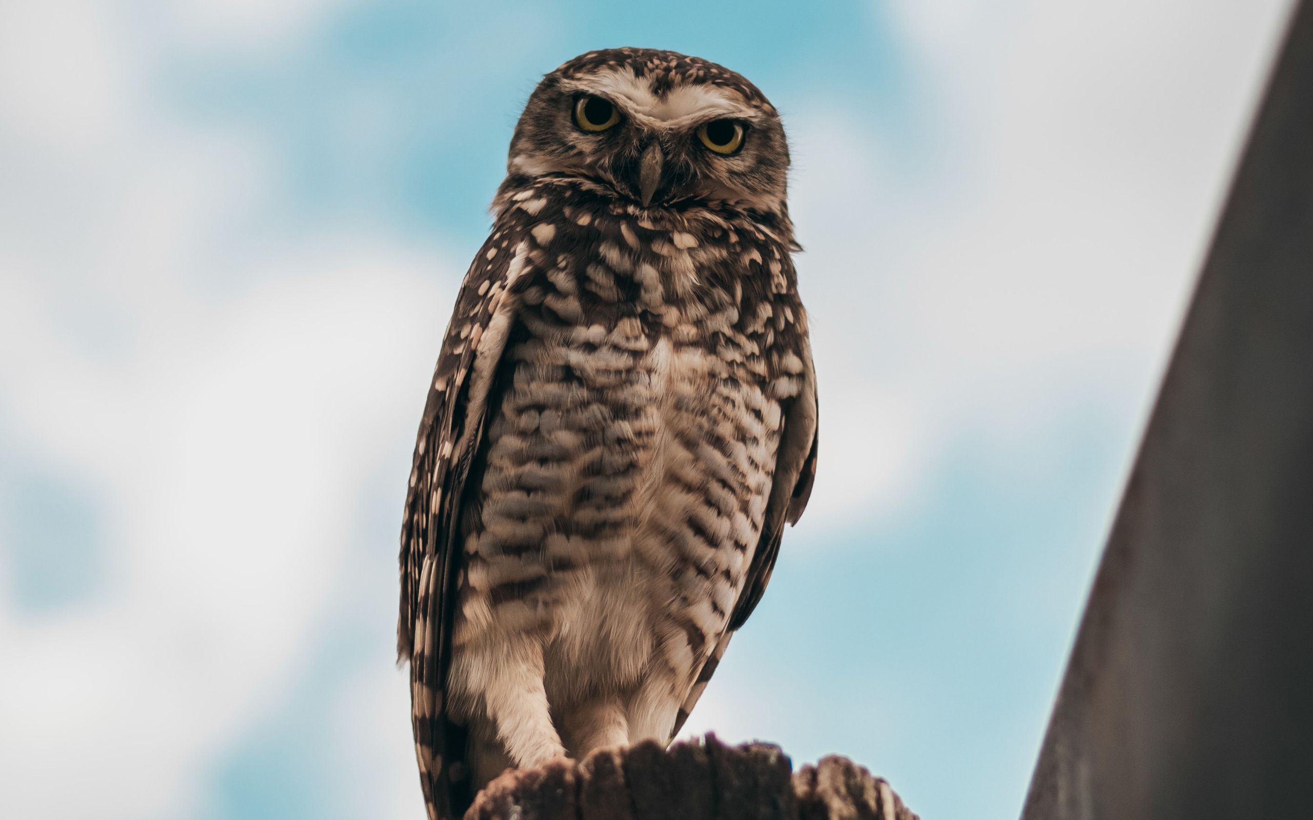 Owl Bird 4k 2560x1600 Resolution HD 4k Wallpaper
